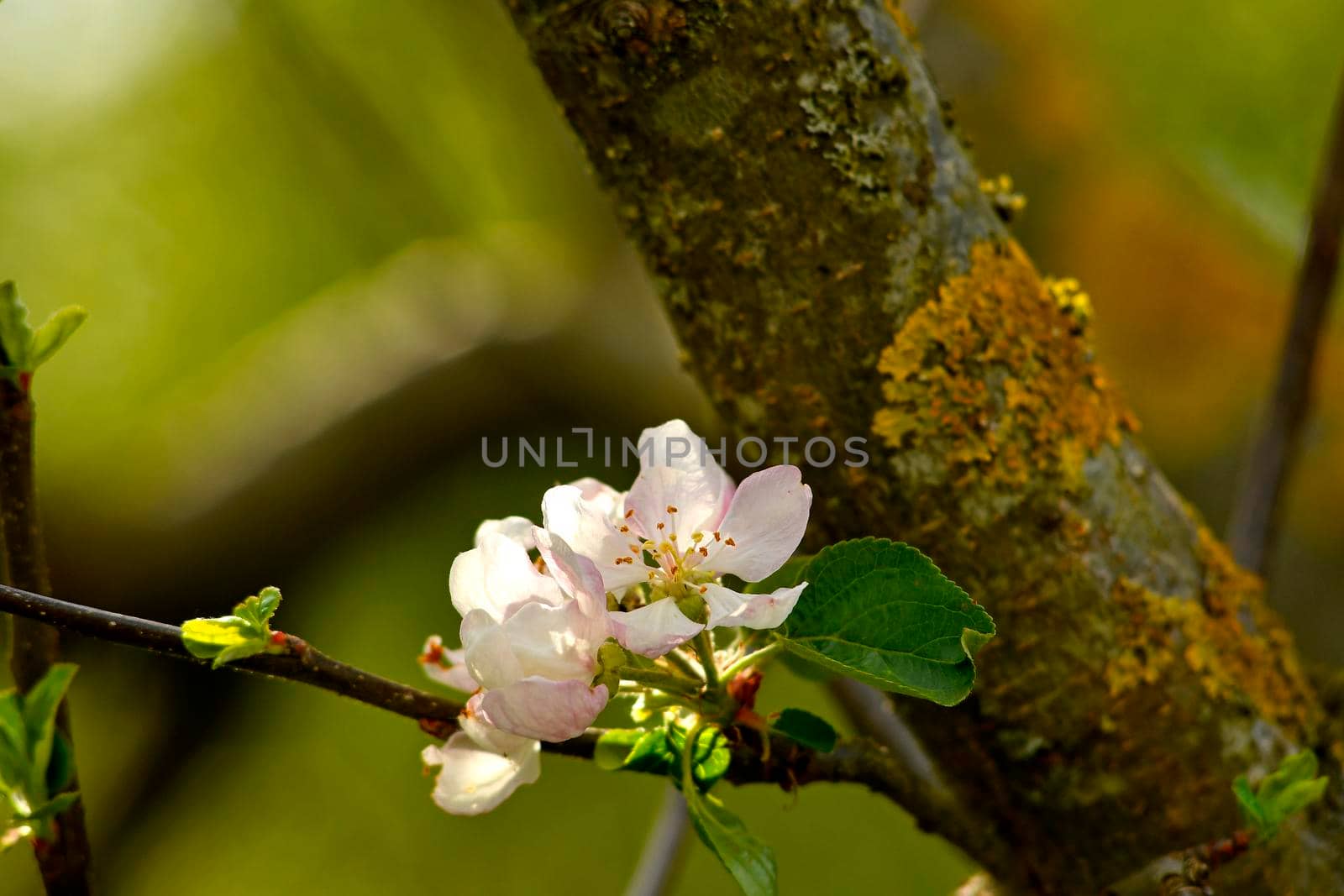 apple blossom in spring in Germany by Jochen