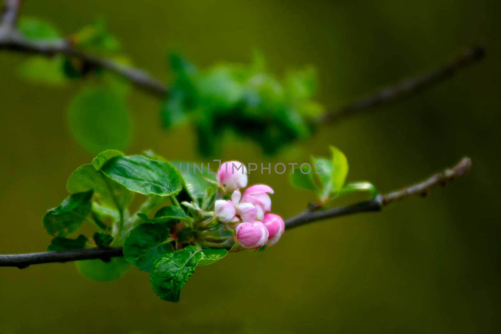 apple blossom in spring in Germany