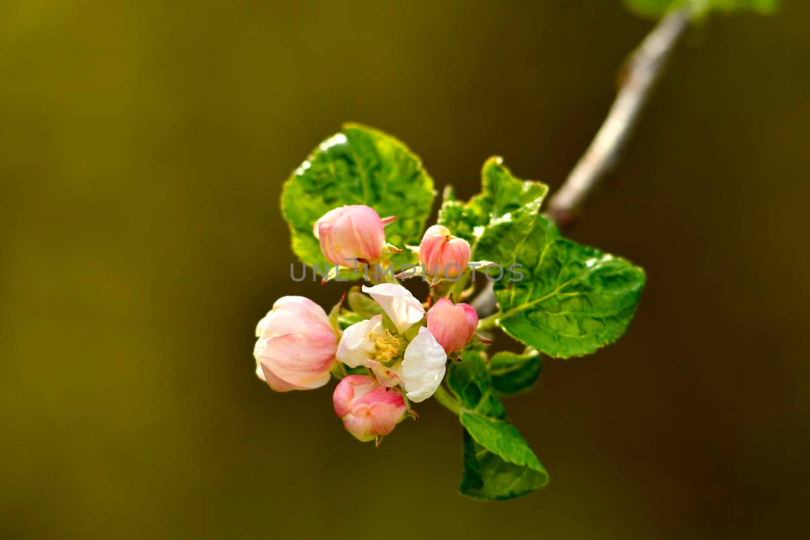apple blossom in spring in Germany by Jochen