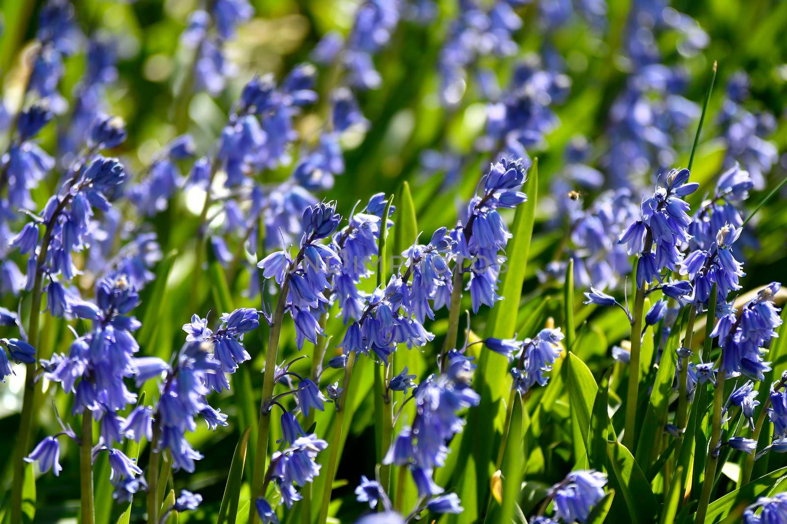 Bluebells with flowers in a German garden in spring