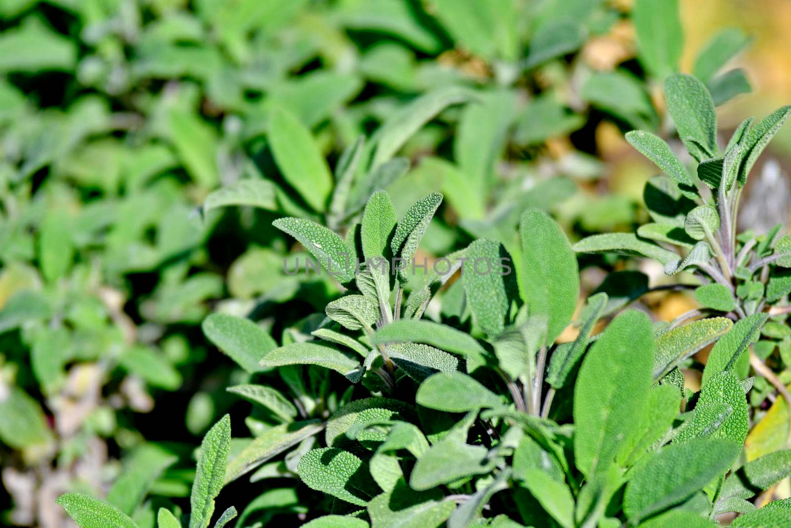 sage, many plants in sun