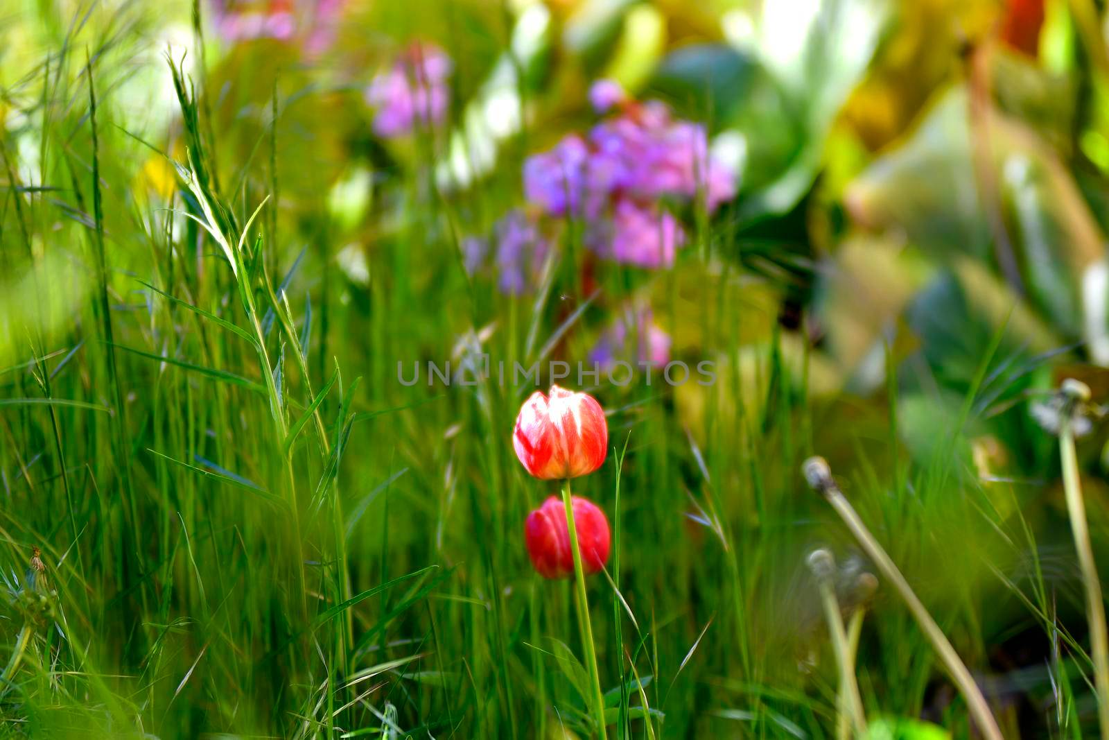 tulip hidden in garden between grass