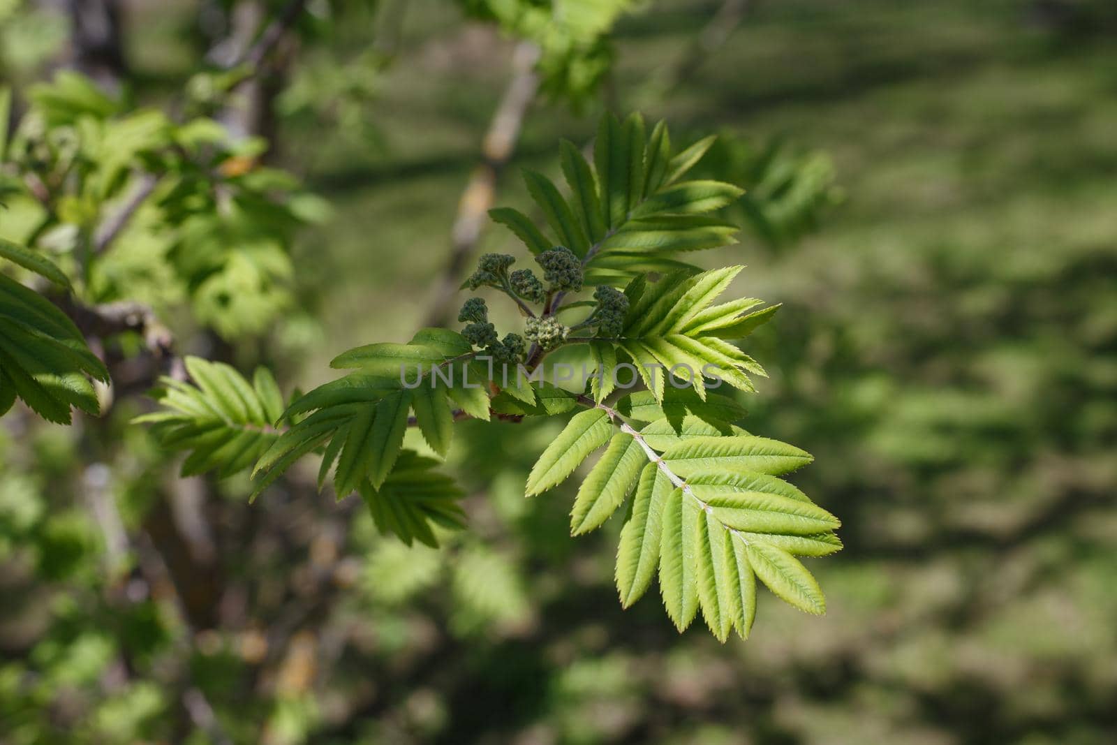 Selective focus, close up of twig with young tree leaves against green blurred background. Natural background. Concept of spring, parks, nature or home gardening
