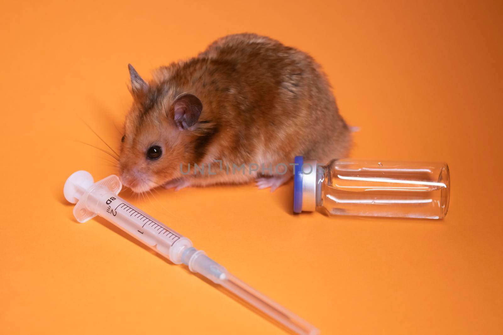 brown hamster - mouse near medical syringe with a needle and bottle-phial isolated on orange background. medical experiments, tests on mice. veterinary. vaccine development. copy space