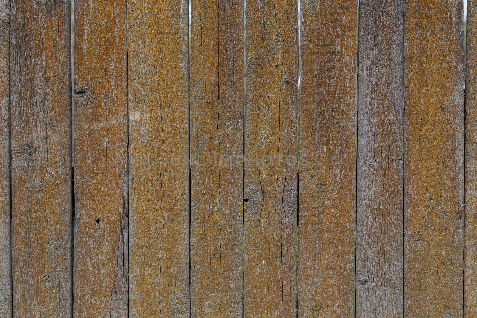 gray dry wooden planks wall surface with orange lichen texture and background.