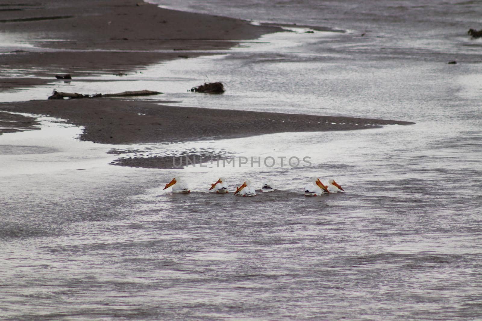 American white pelicans along the niobrara river nebraska by gena_wells