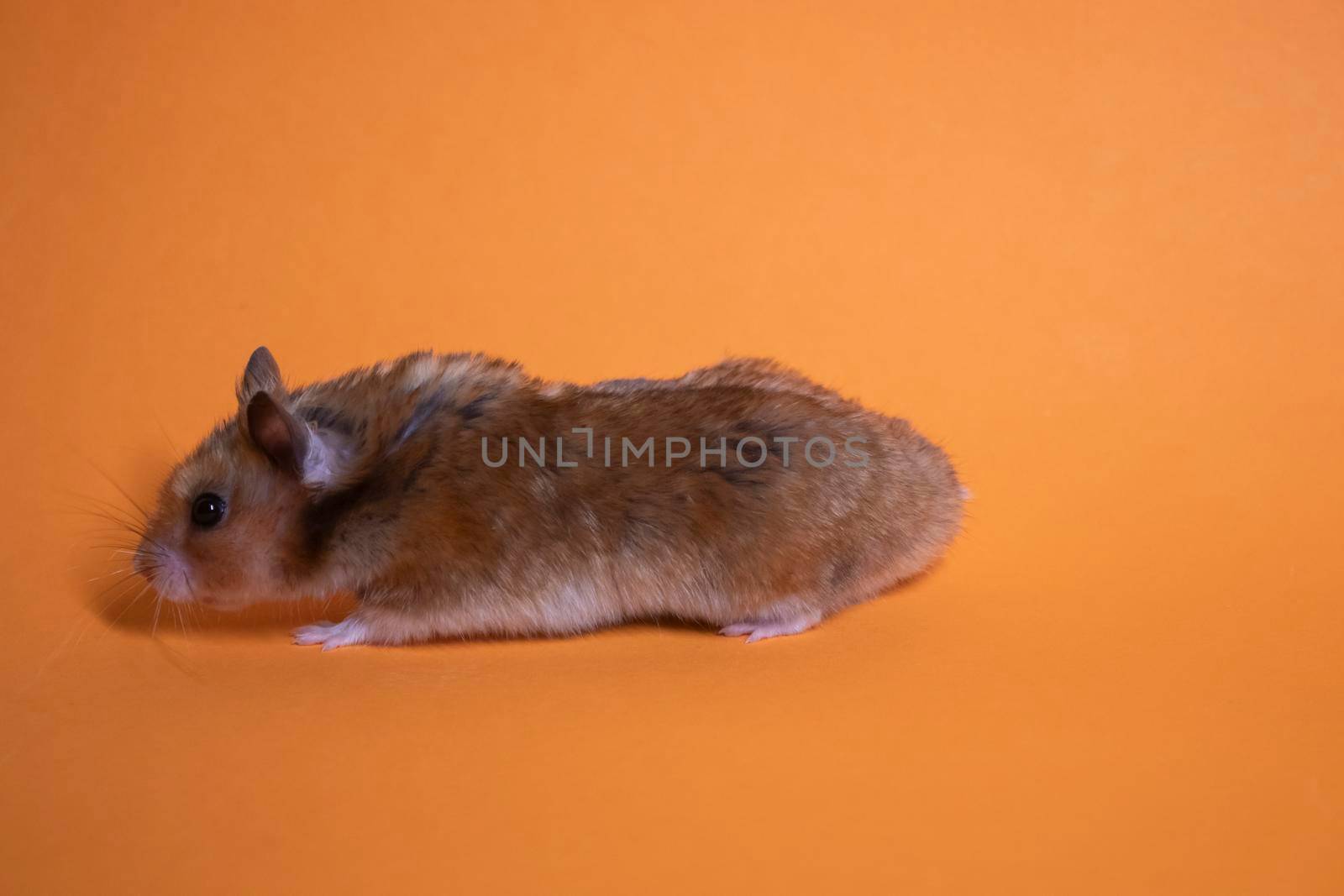 brown hamster mouse isolated on orange background. pest, pet