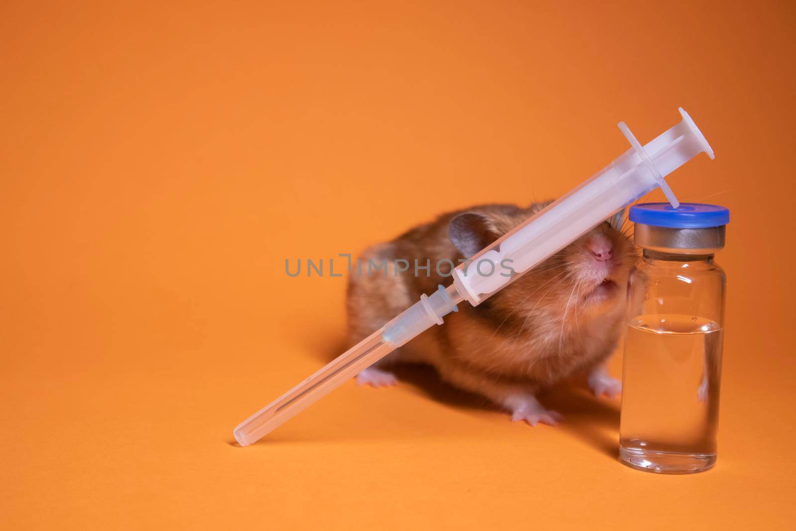 brown hamster - mouse near medical syringe with a needle and bottle-phial isolated on orange background. medical experiments, tests on mice. veterinary. vaccine development. copy space