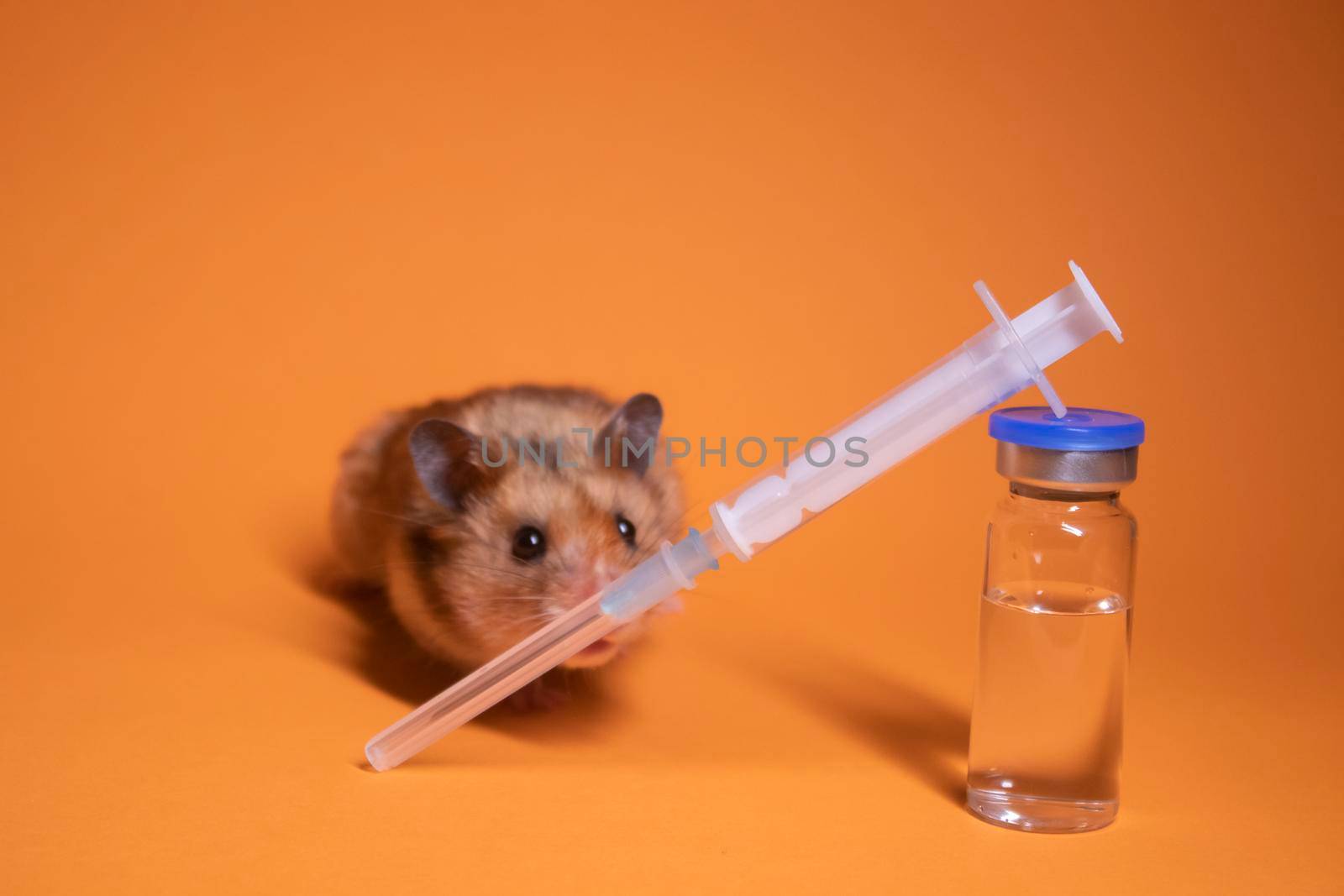 brown hamster - mouse near medical syringe with a needle and bottle-phial isolated on orange background. medical experiments, tests on mice. veterinary. vaccine development. copy space