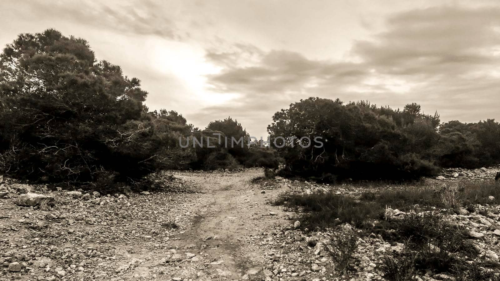 Countryside landscape with cloudy sky and native bushes and conifers in Alicante, Spain