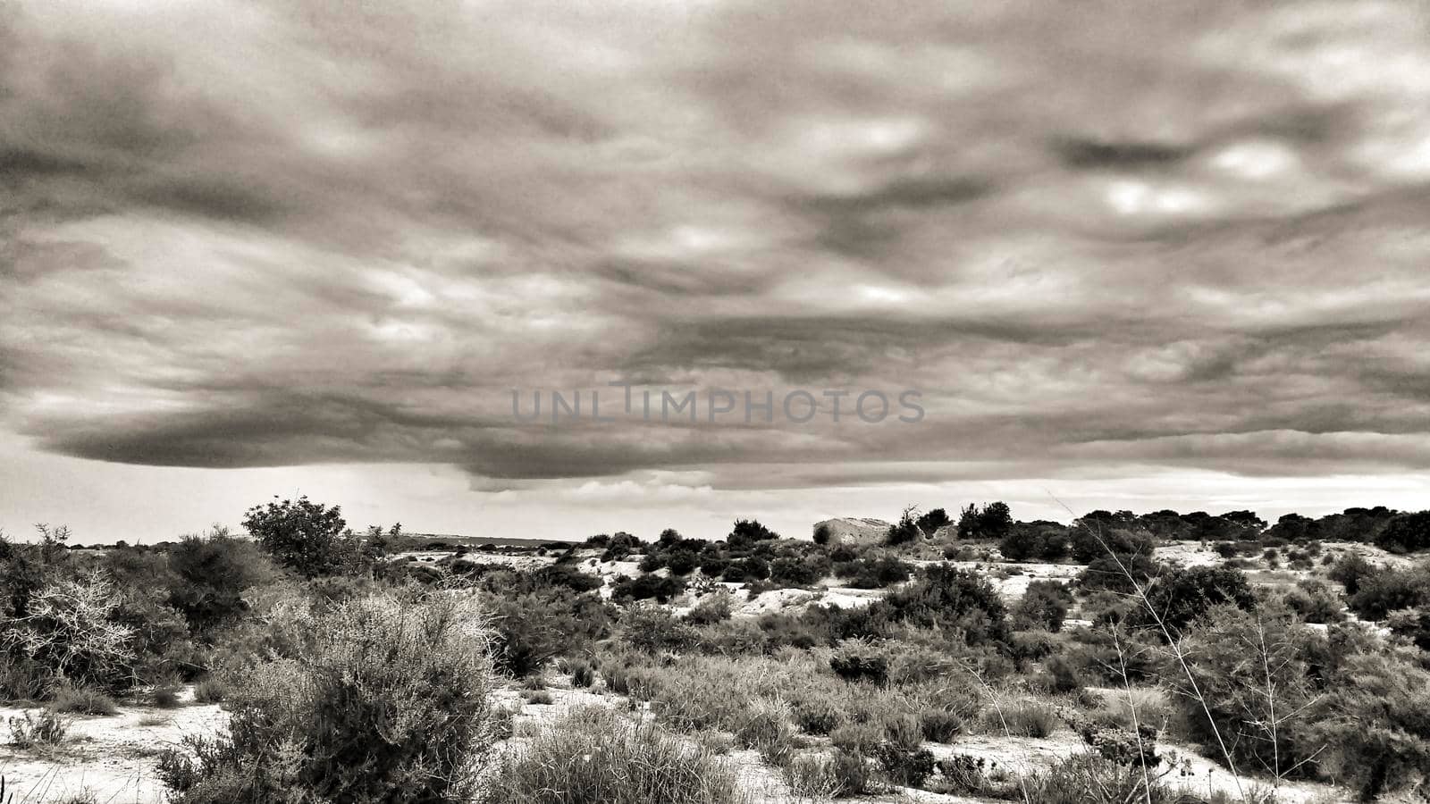 Countryside landscape with cloudy sky and native bushes and conifers in Alicante, Spain