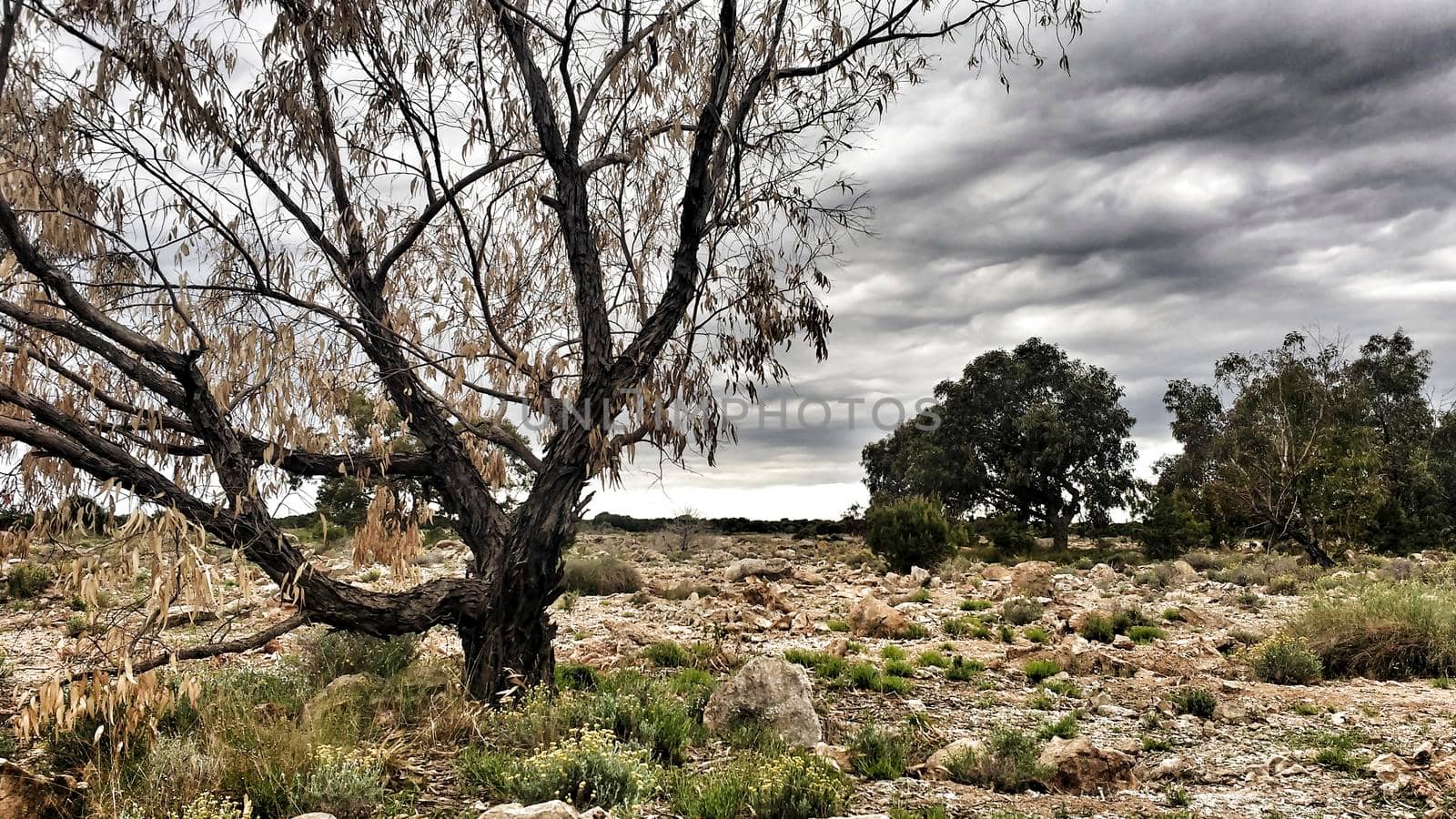 Countryside landscape with cloudy sky and native bushes and conifers in Alicante, Spain