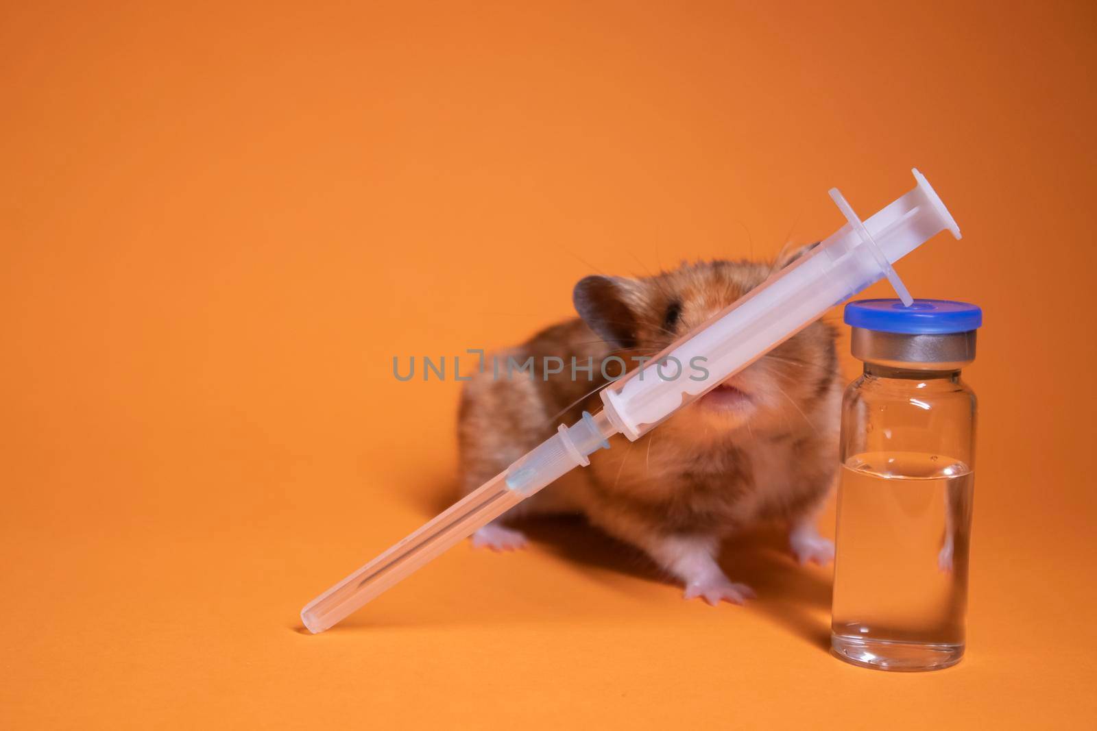 brown hamster - mouse near medical syringe with a needle and bottle-phial isolated on orange background. medical experiments, tests on mice. veterinary. vaccine development. copy space