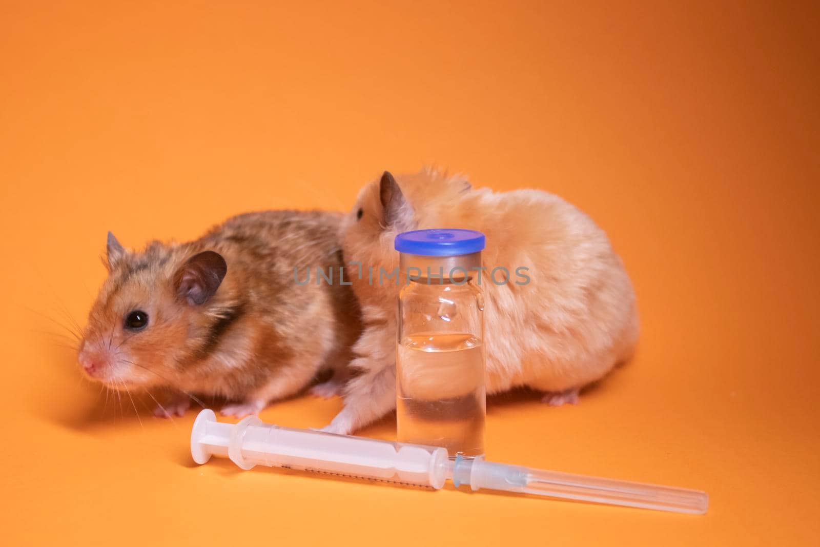 two hamsters-mouse, brown and beige, near medical syringe with a needle and bottle-phial isolated on orange background. medical experiments, tests on mice. veterinary. vaccine development. copy space