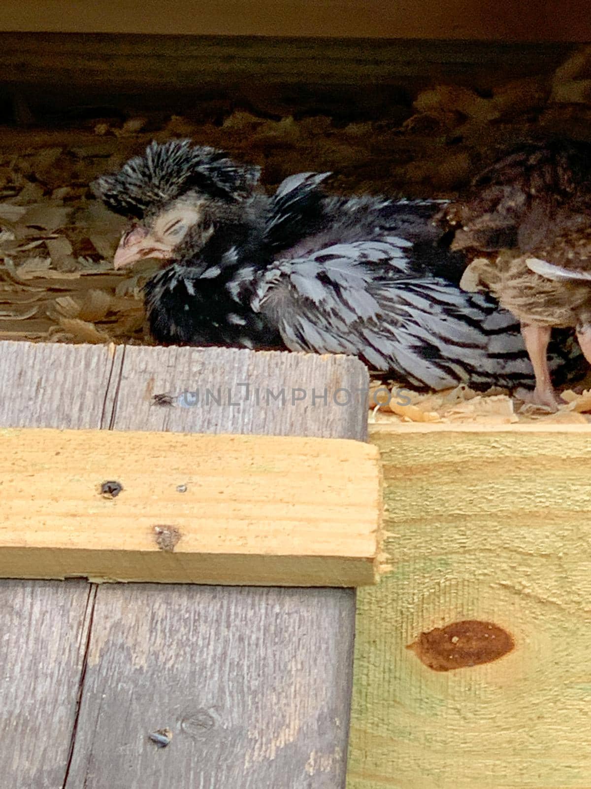 Young baby Polish Bantam rooster chick sleeping in the coop. High quality photo