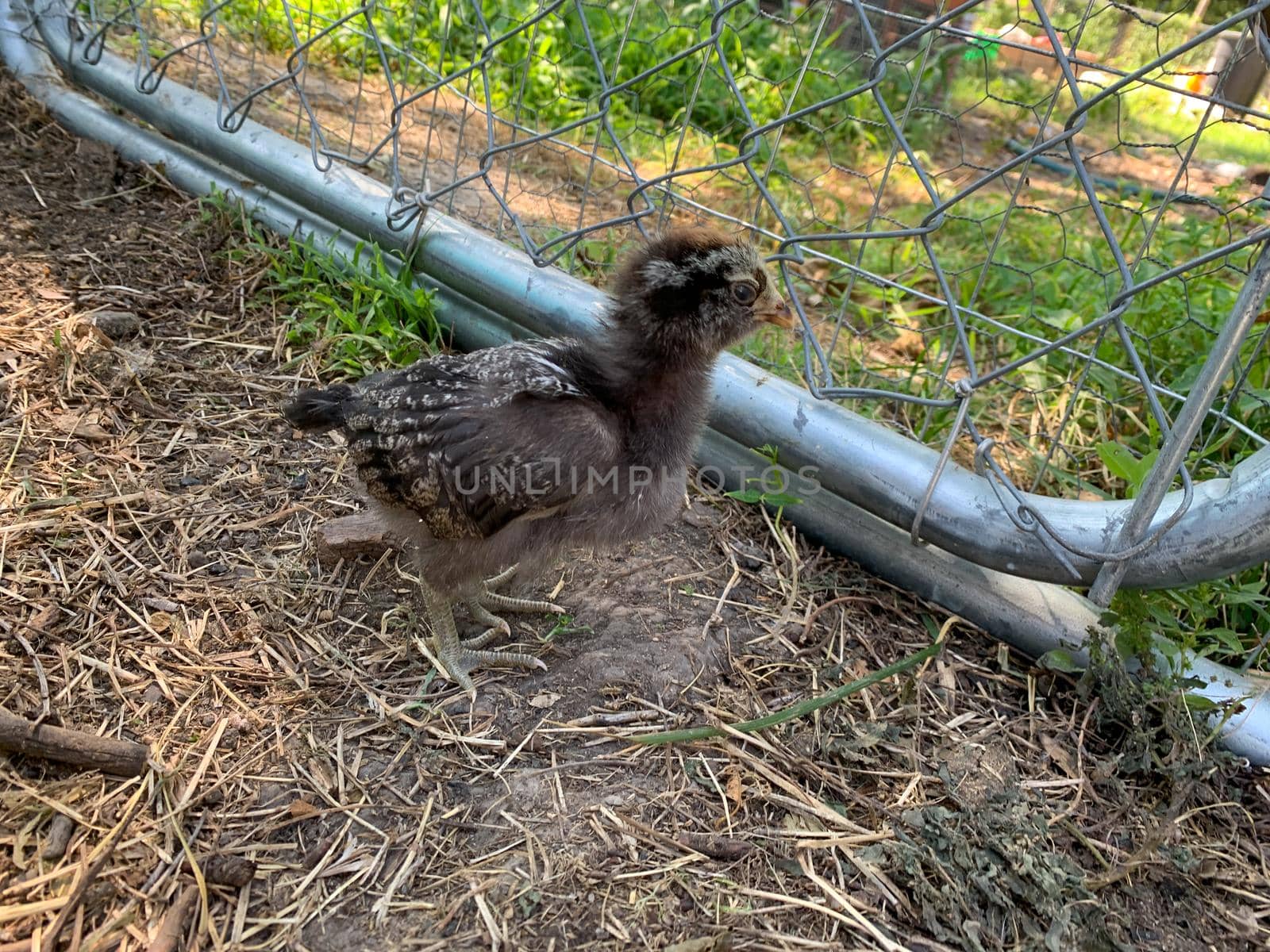 Baby Easter egger chick playing in the yard . High quality photo