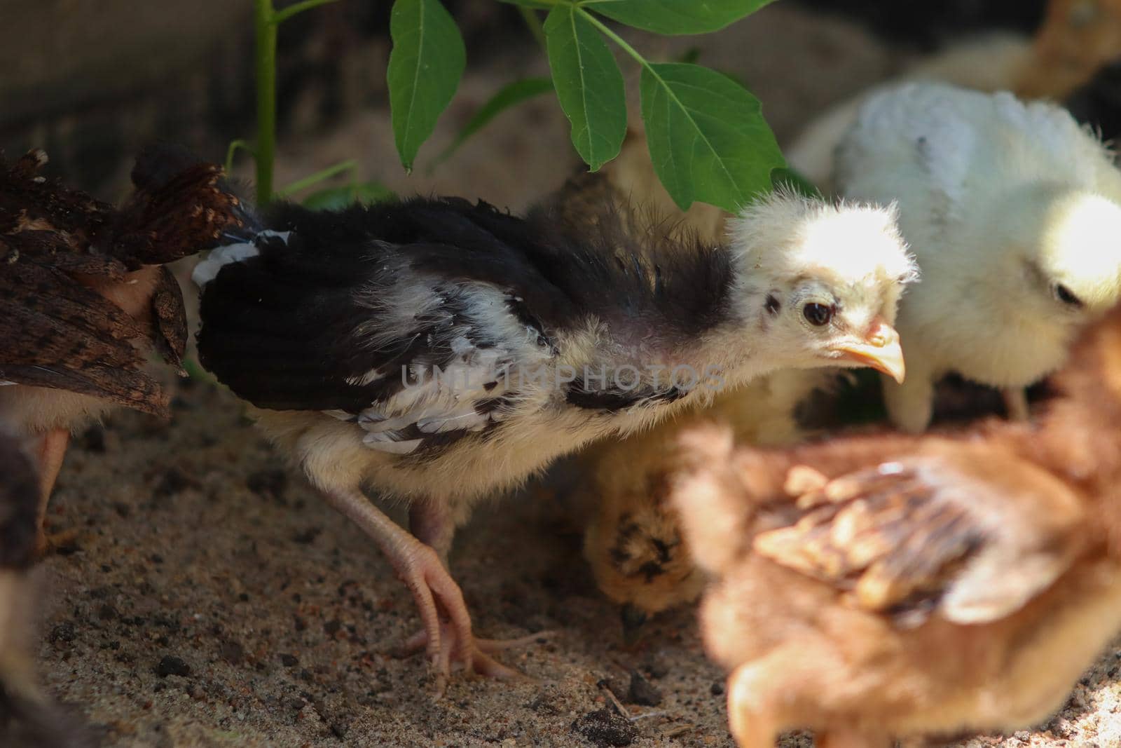 Young baby Polish Bantam hen chick in the sand . High quality photo