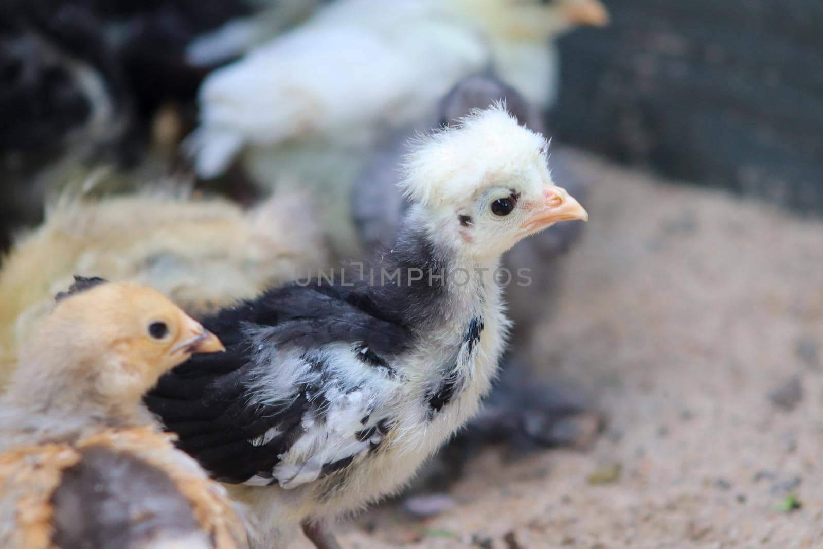 Young baby Polish Bantam hen chick in the sand . High quality photo