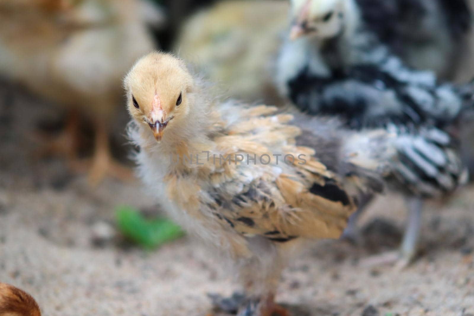 Young baby Bantam rooster chick standing in the sand . High quality photo