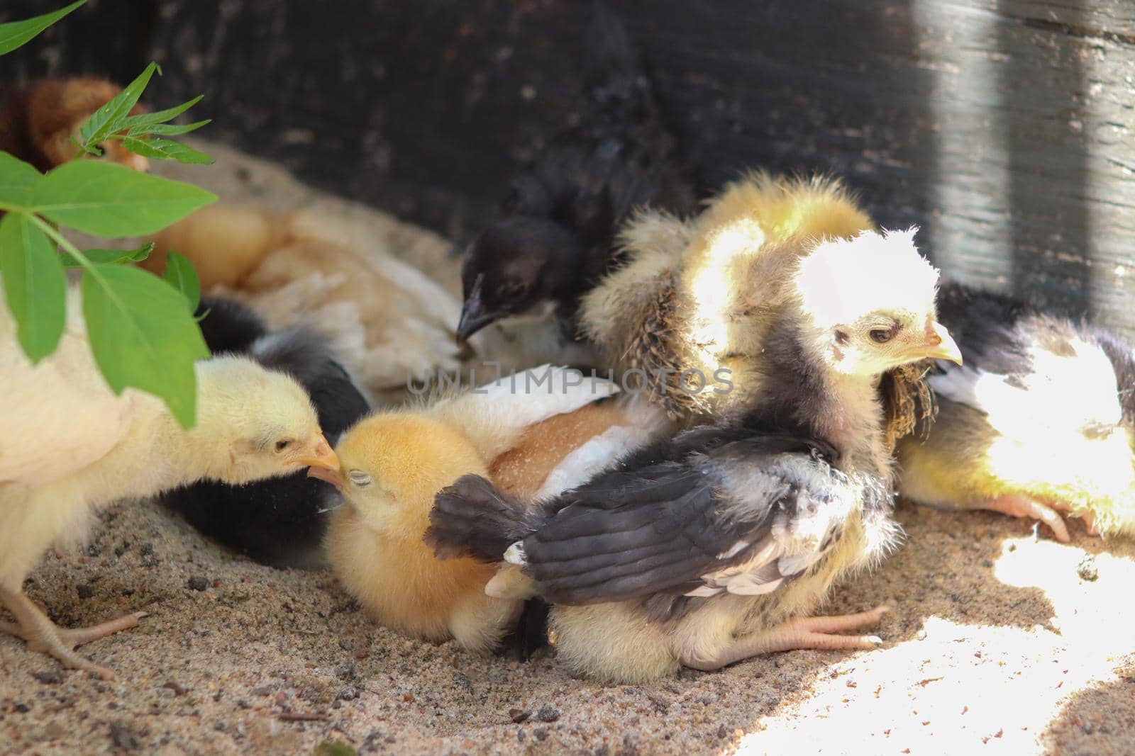 Group of Young baby Bantam chick in the sand by gena_wells