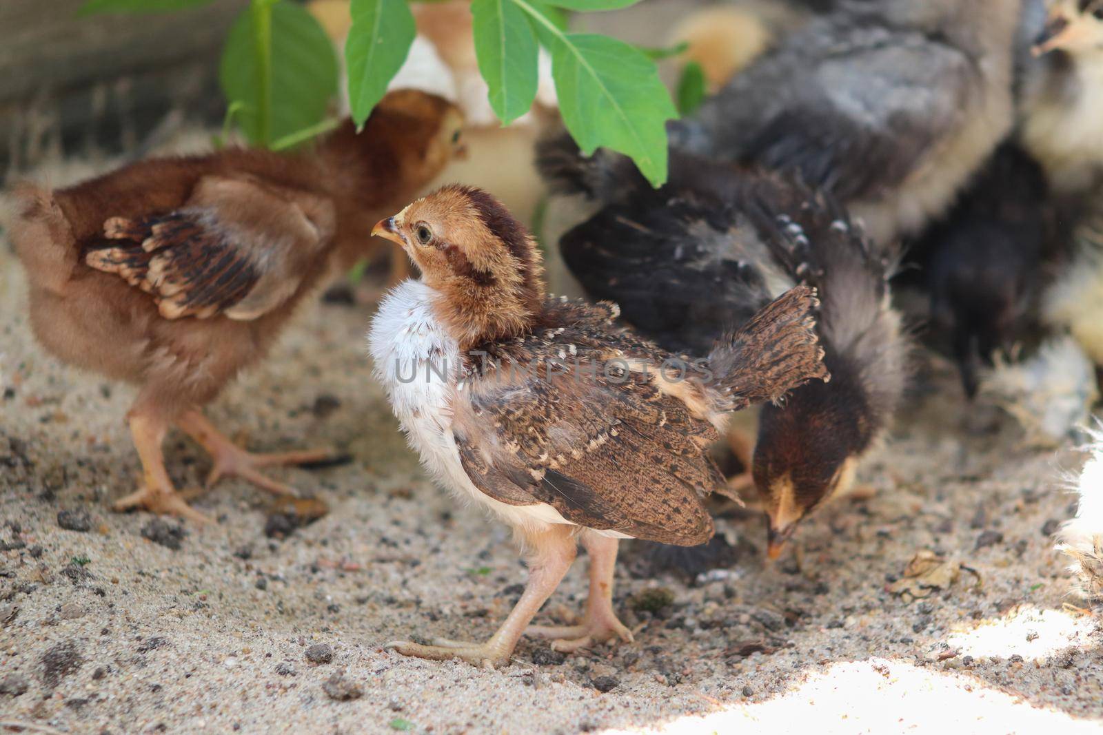 Group of Young baby Bantam chick in the sand by gena_wells