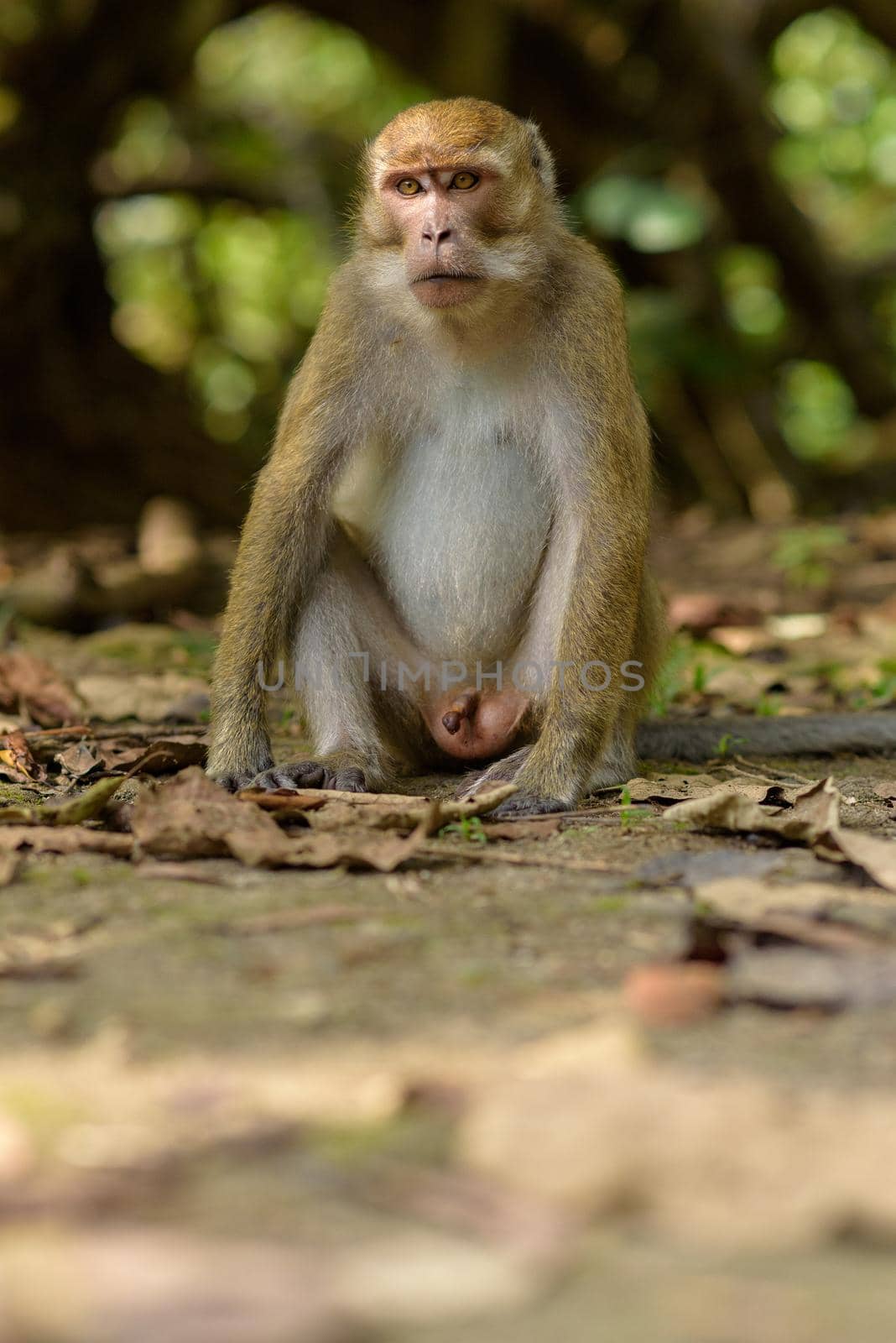 Monkey in the Taman Wisata Alam Pangandaran in Java, Indonesia.