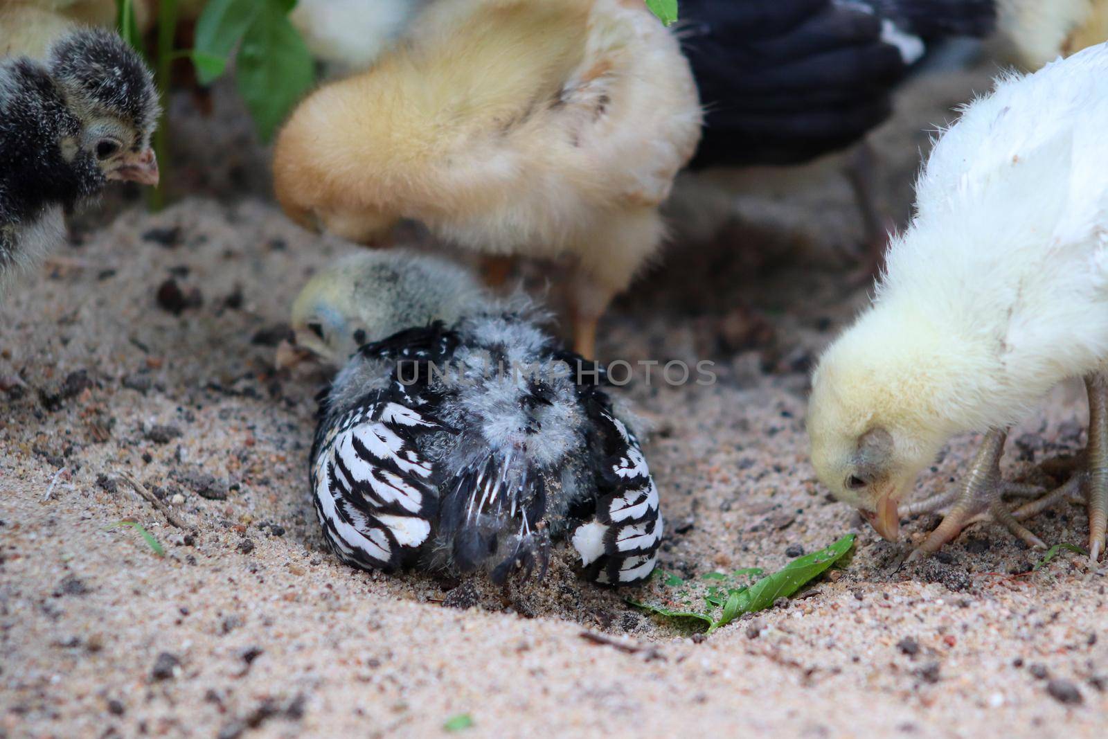 Young baby Bantam rooster chick taking a dirt bath . High quality photo