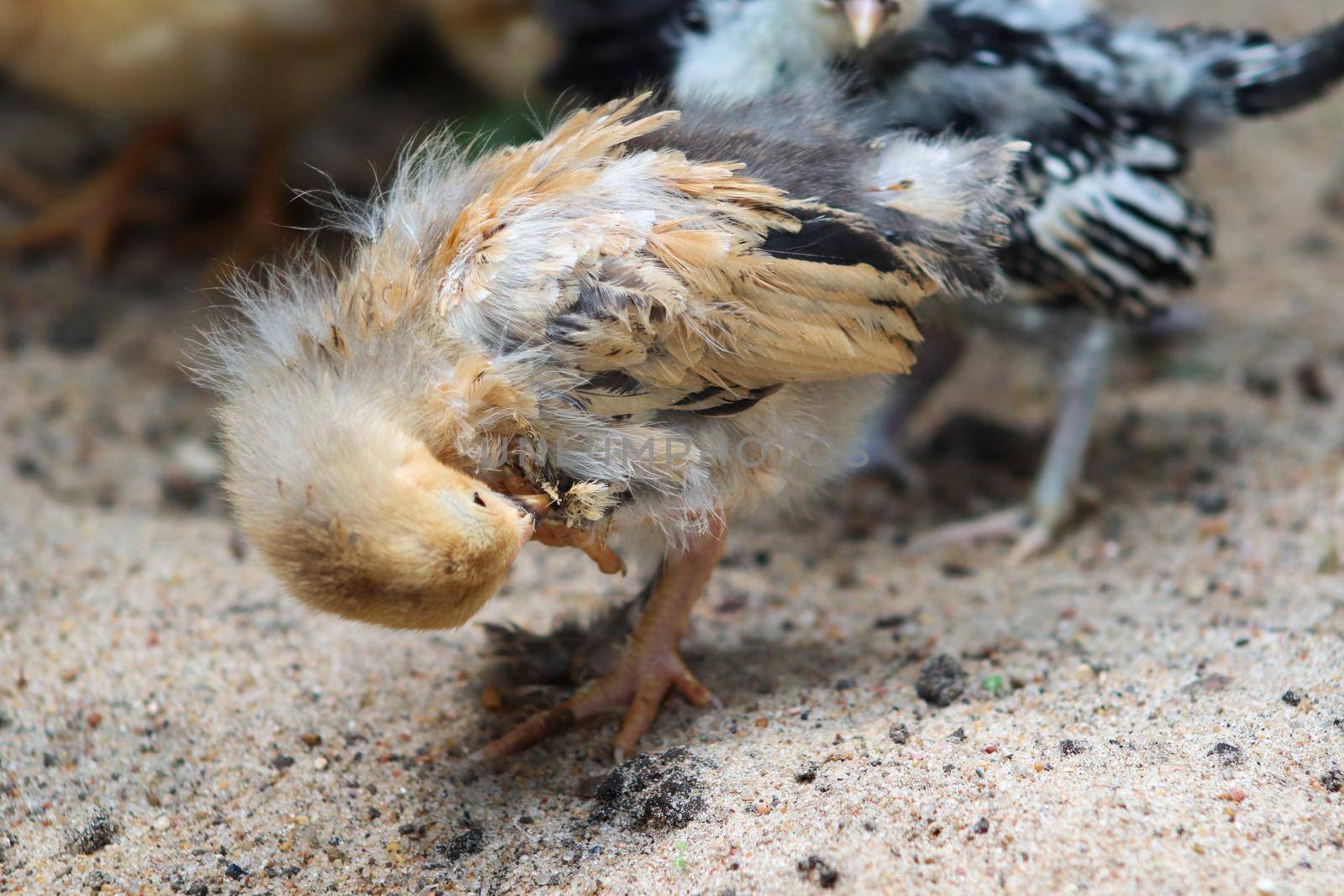 Young baby Bantam rooster chick cleaning in the sand  by gena_wells