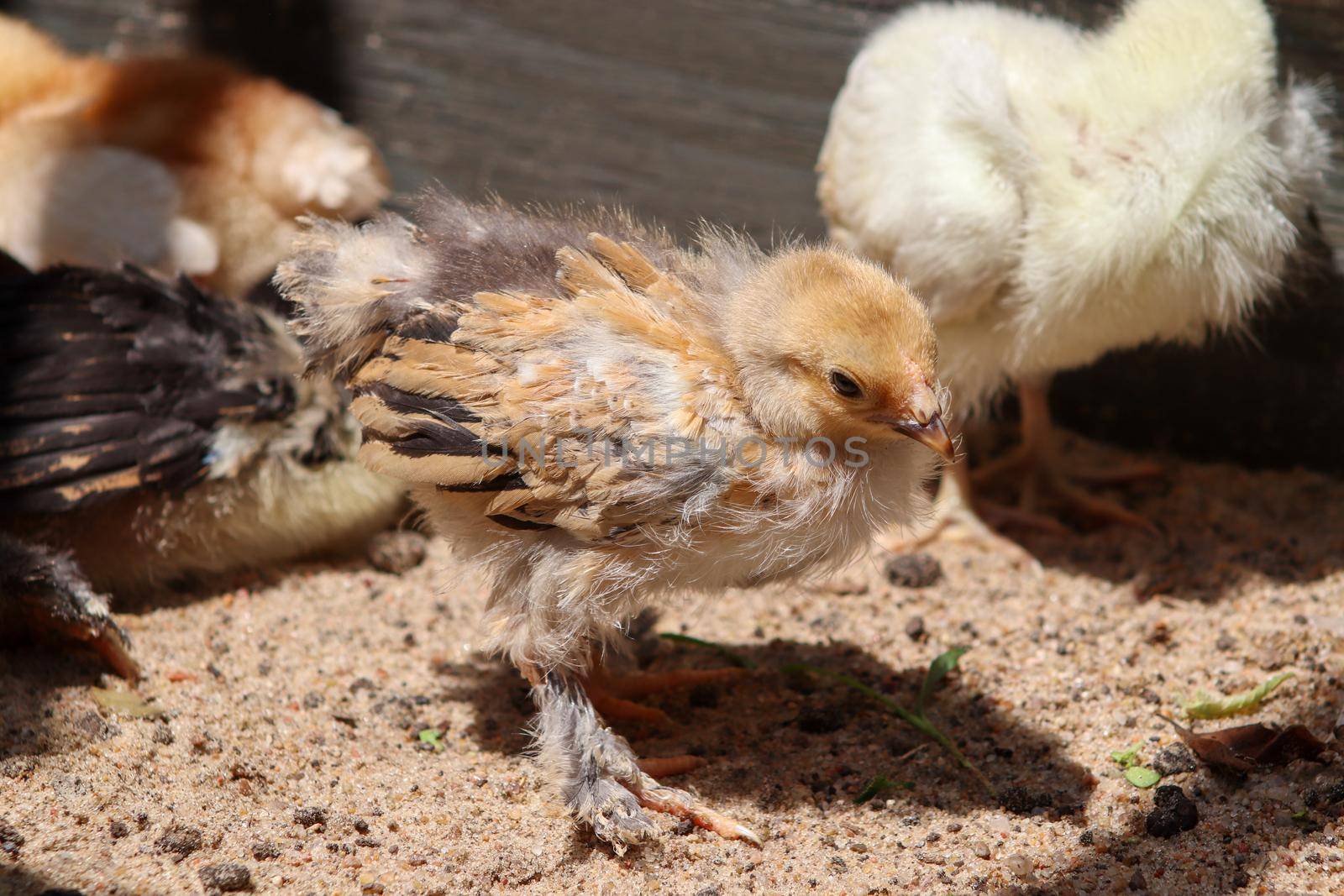 Young baby Bantam rooster chick in the sand by gena_wells