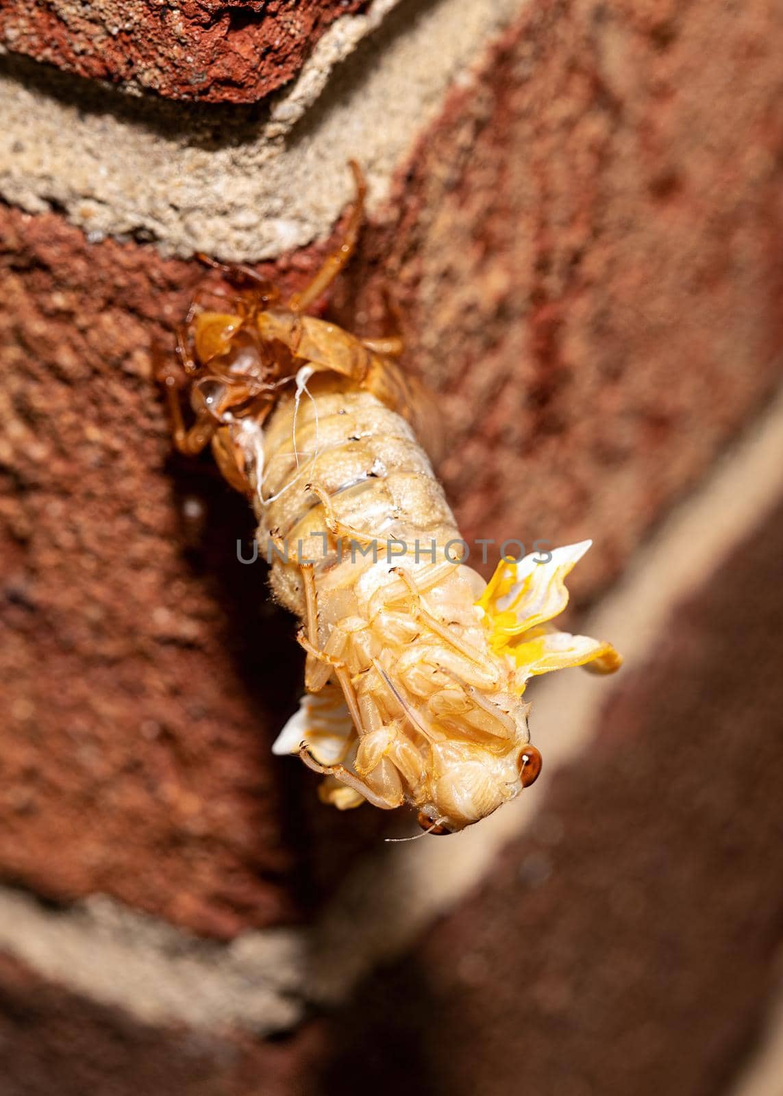 Brood X cicada in the process of emerging from its exoskeleton, front view.