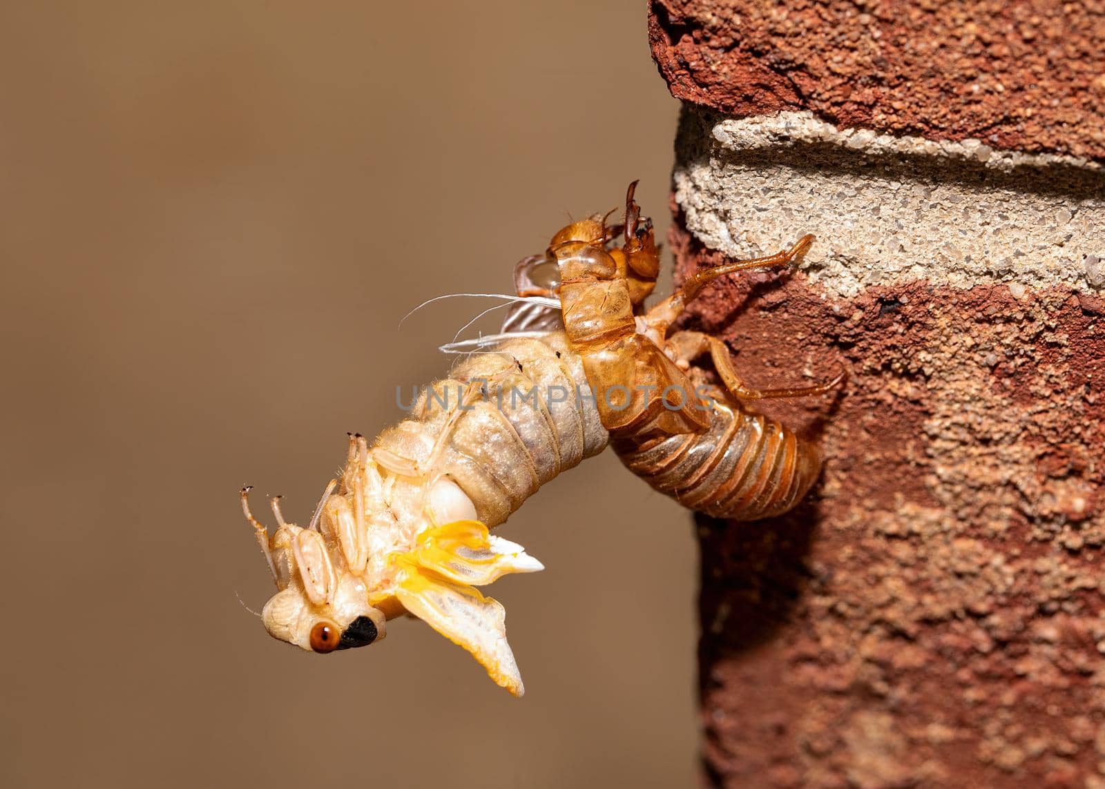 Brood X cicada in the process of emerging from its exoskeleton, side view.