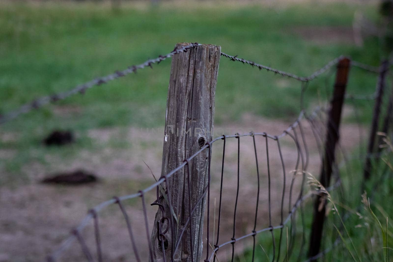 Close up of old barb wire fence in pasture . High quality photo