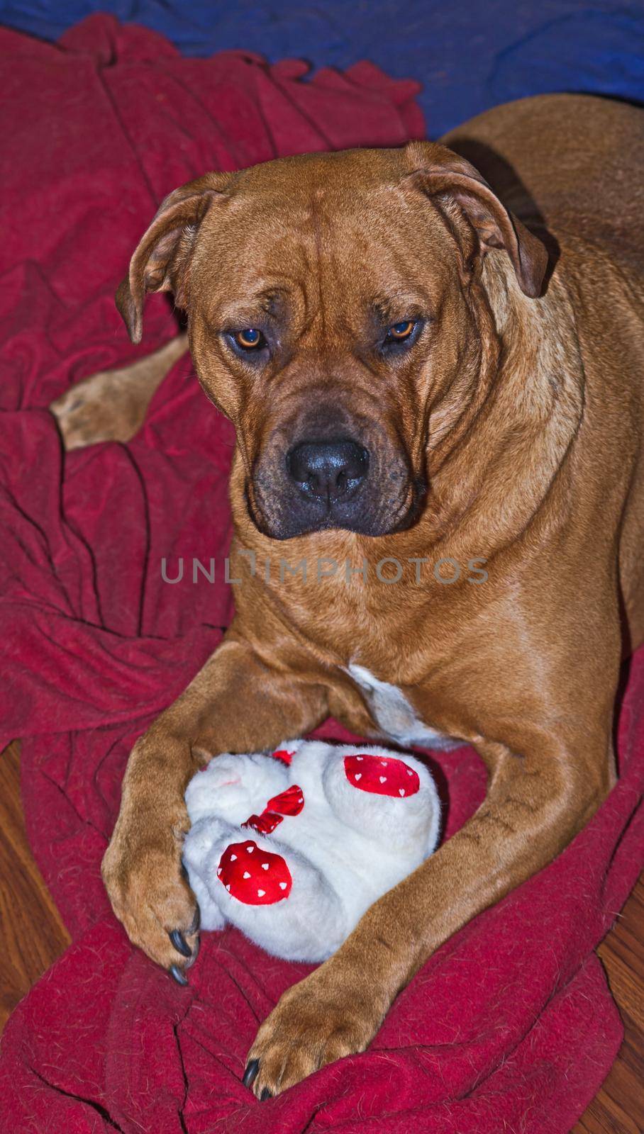 Boerboel with toy 6663 by kobus_peche