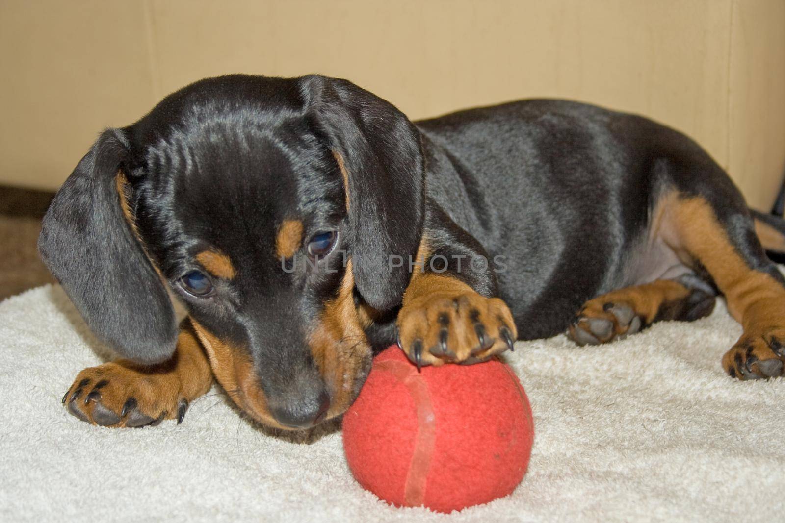 Dachshund puppy making sure it's red tennis ball stays within reach.