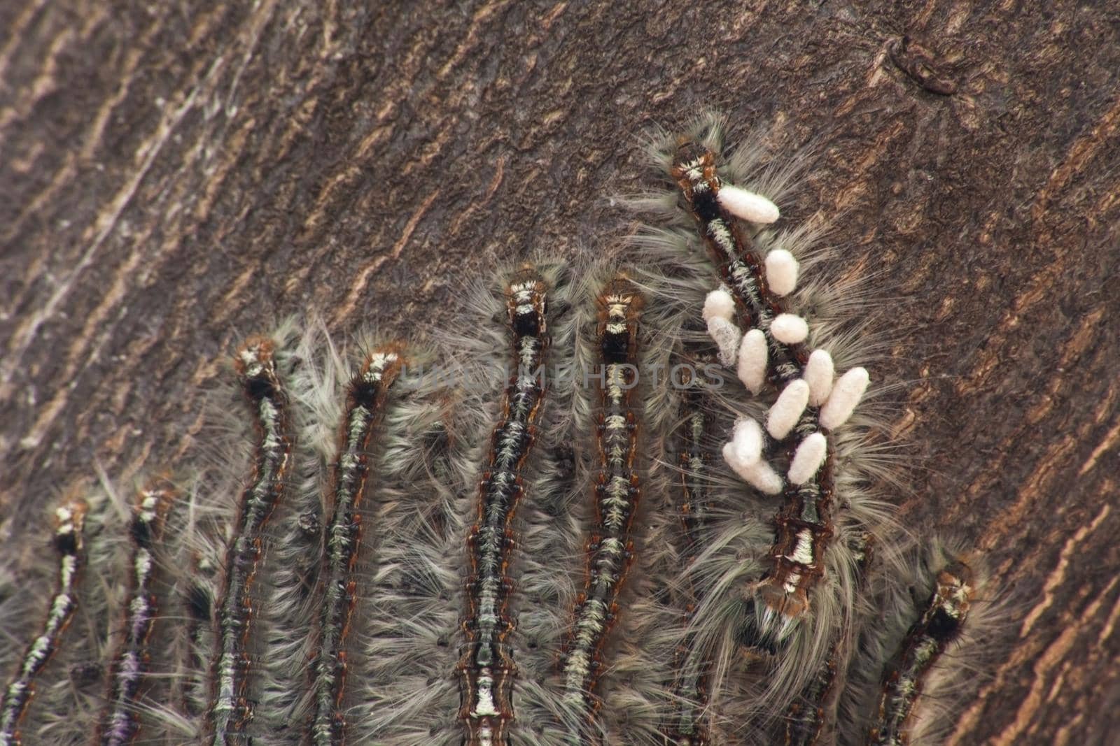 Cape Lappet Moth caterpillar parasited by braconid wasps 5381 by kobus_peche