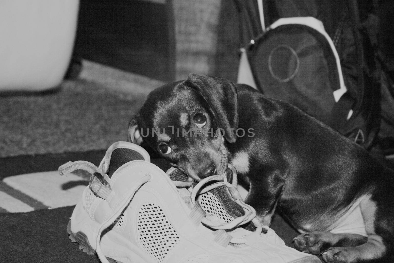 A monochrome image of a Dachshund puppy chewing on HER hiking shoe