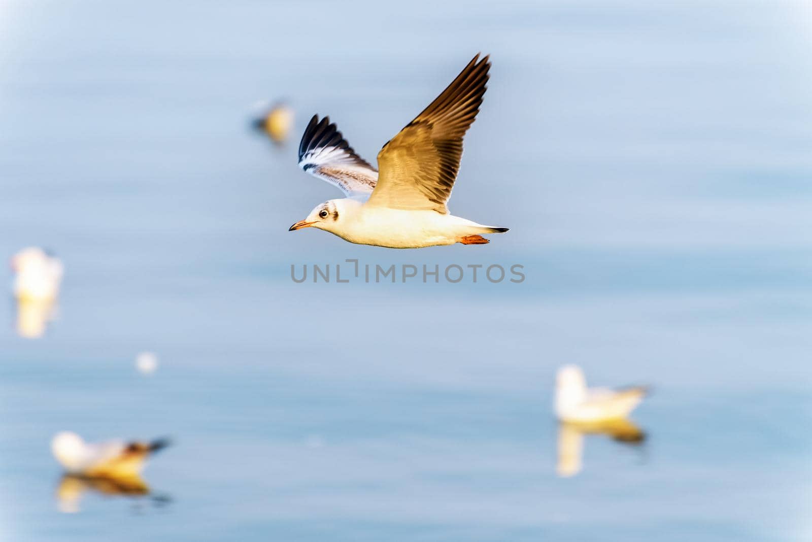 Animal in beautiful nature landscape for background, Closeup side view seagull bird flying happily on the blue sea in sunset, Bangpu Recreation Center famous tourist attraction, Samut Prakan, Thailand