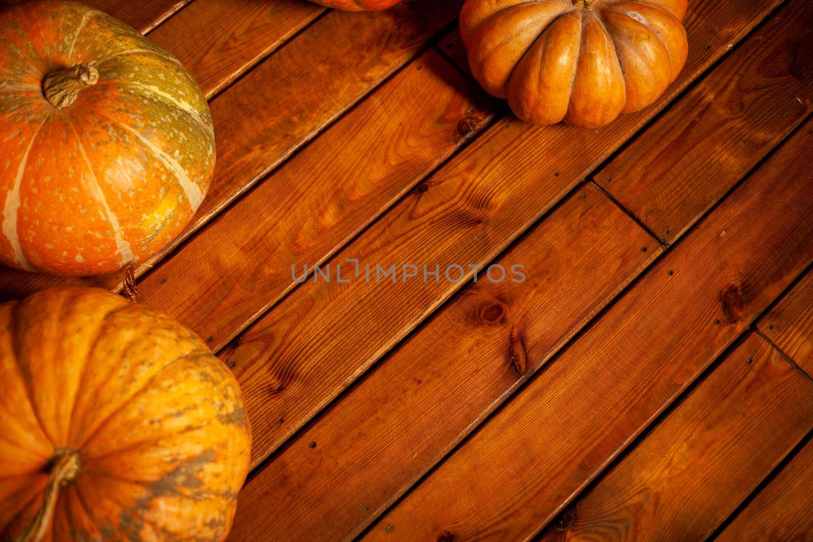 Many Halloween pumpkin lies on the floor Happy thanksgiving Copy space