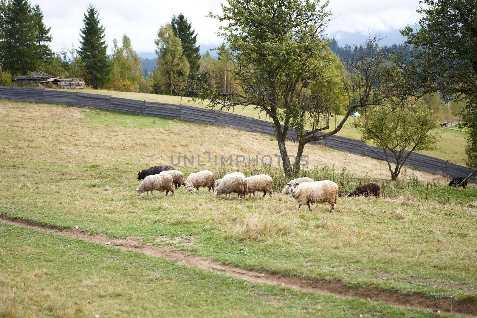 Flock of sheep grazing pasture at the foot of the Carpathian mountains Sheep domestic farm
