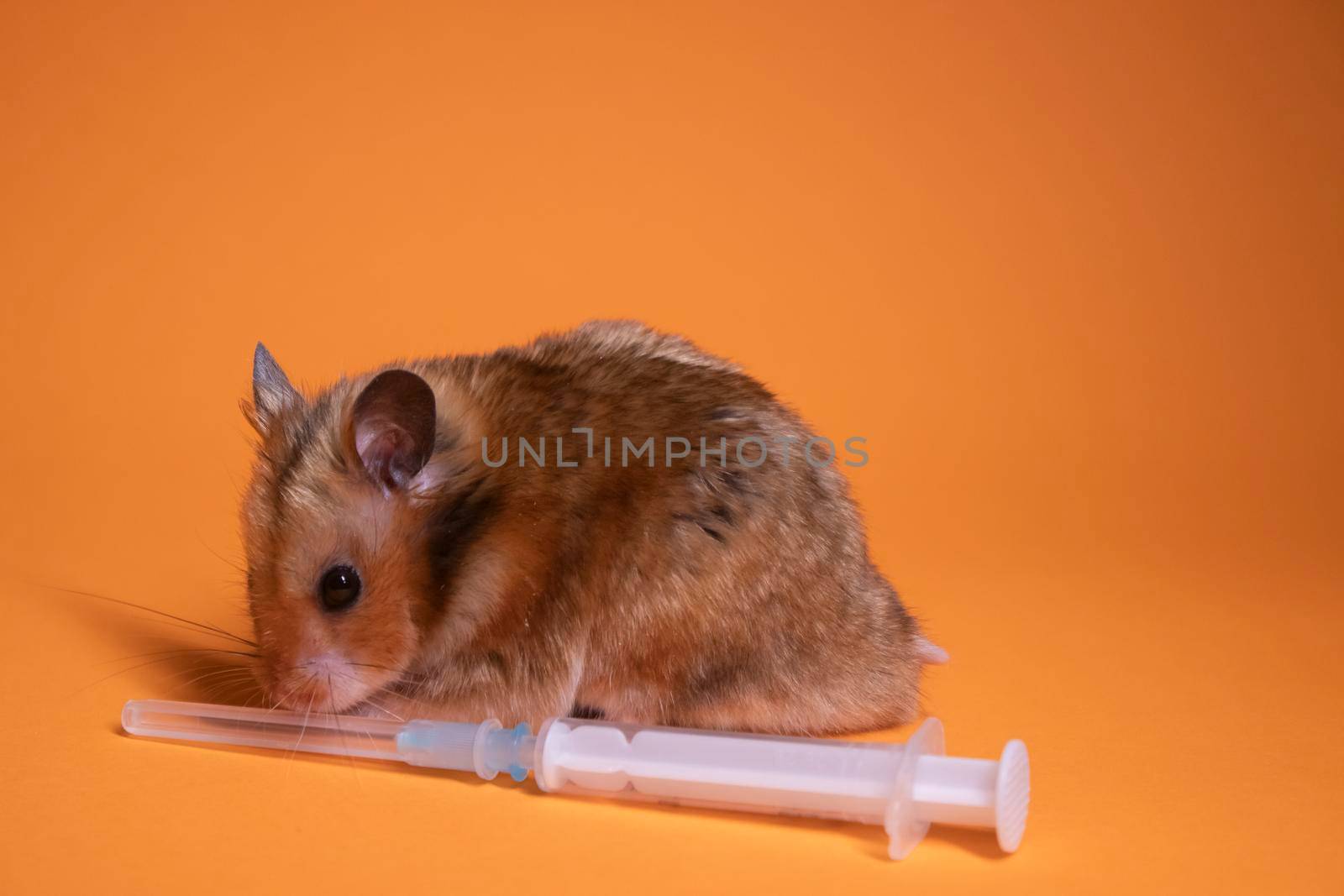 brown hamster - mouse near medical syringe with a needle isolated on orange background. medical experiments, tests on mice. veterinary by oliavesna