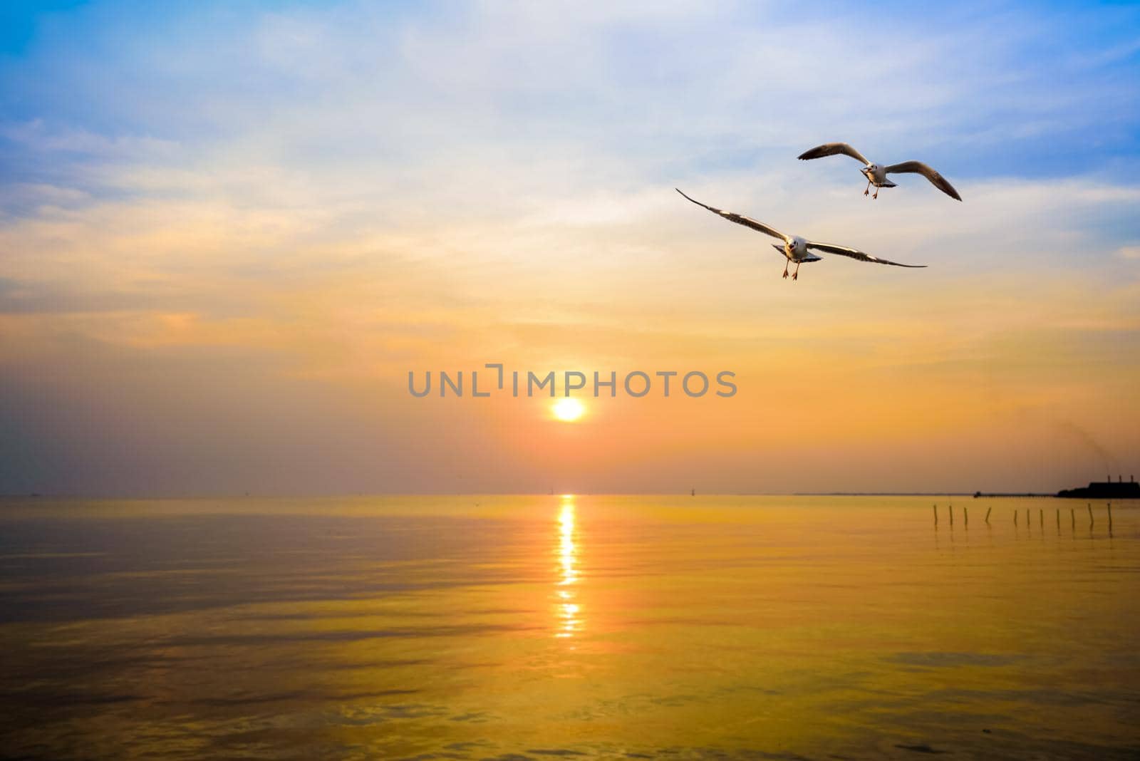 Pair of seagulls in yellow, orange, blue sky at sunrise, Animal in beautiful nature landscape for background, Two birds flying above the sea, water or ocean and horizon at sunset in Bang Pu, Thailand