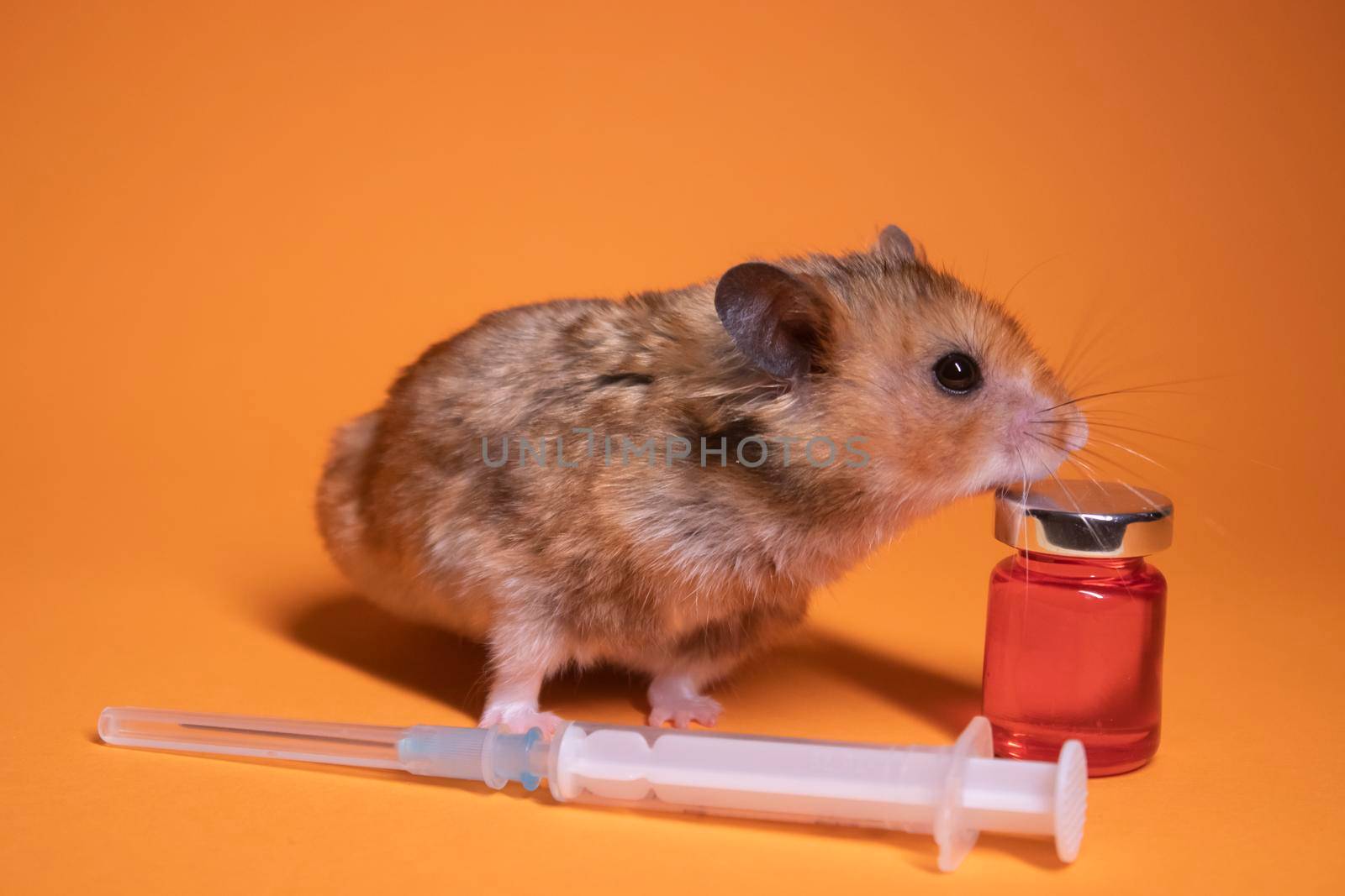 brown hamster - mouse near medical syringe with a needle and bottle-phial isolated on orange background. medical experiments, tests on mice. veterinary. vaccine development by oliavesna