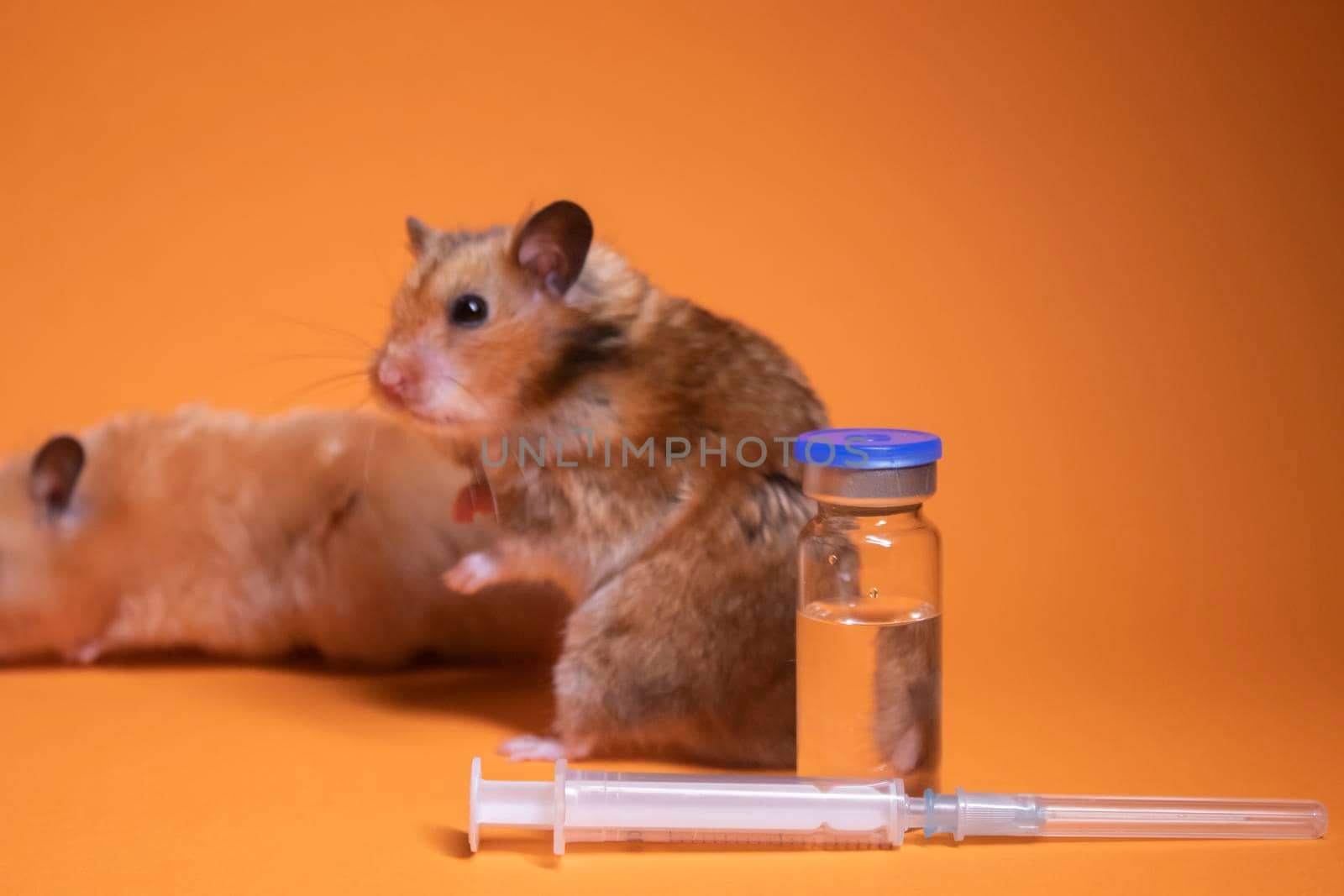 two hamsters-mouse, brown and beige, near medical syringe with a needle and bottle-phial isolated on orange background. medical experiments, tests on mice. veterinary. vaccine development. copy space