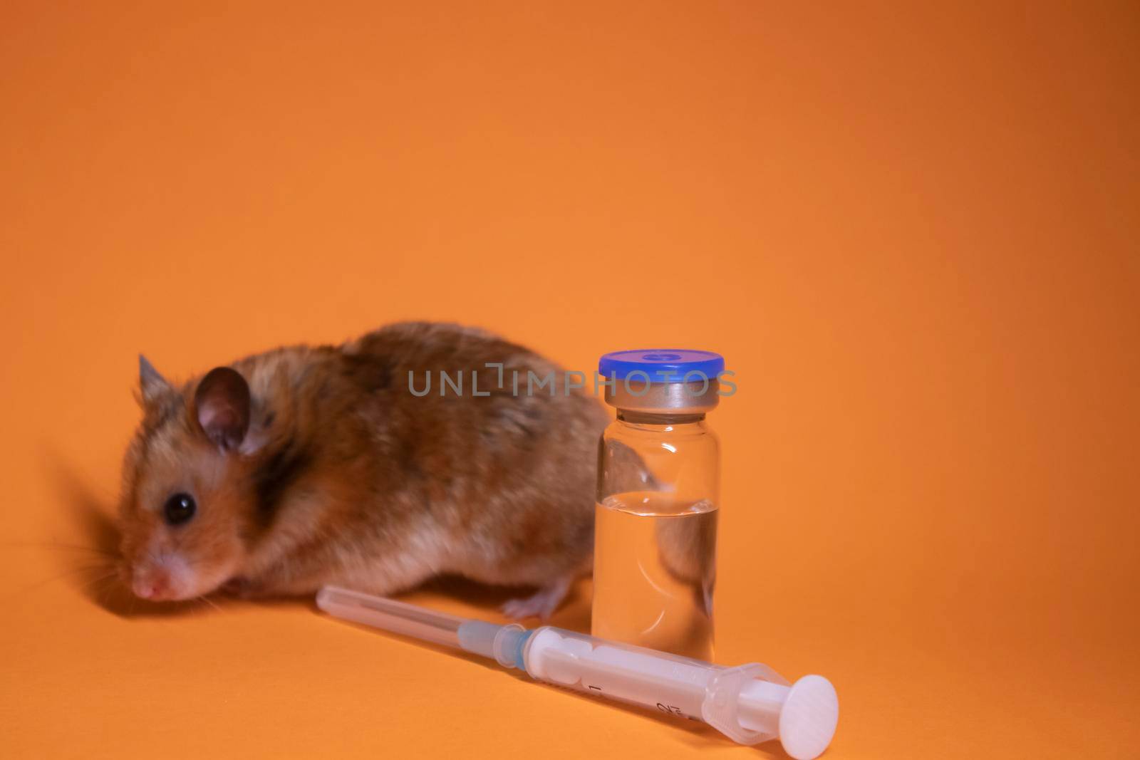 brown hamster - mouse near medical syringe with a needle and bottle-phial isolated on orange background. medical experiments, tests on mice. veterinary. vaccine development. copy space