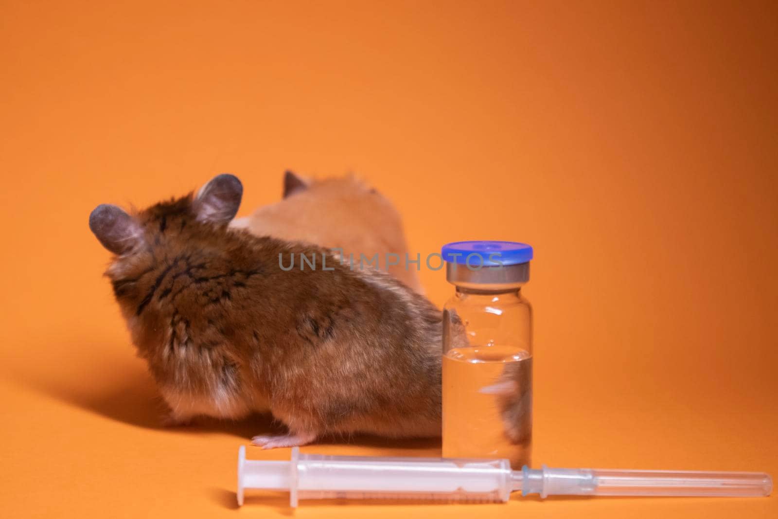 two hamsters-mouse, brown and beige, near medical syringe with a needle and bottle-phial isolated on orange background. medical experiments, tests on mice. veterinary. vaccine development. copy space