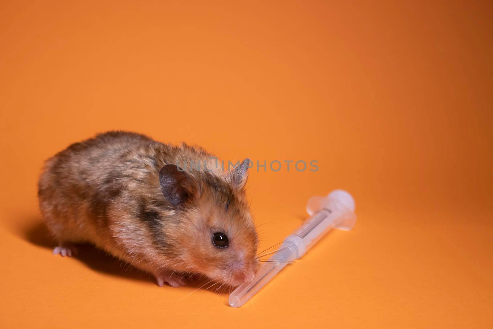 brown hamster - mouse near medical syringe with a needle isolated on orange background. medical experiments, tests on mice. copy space. veterinary