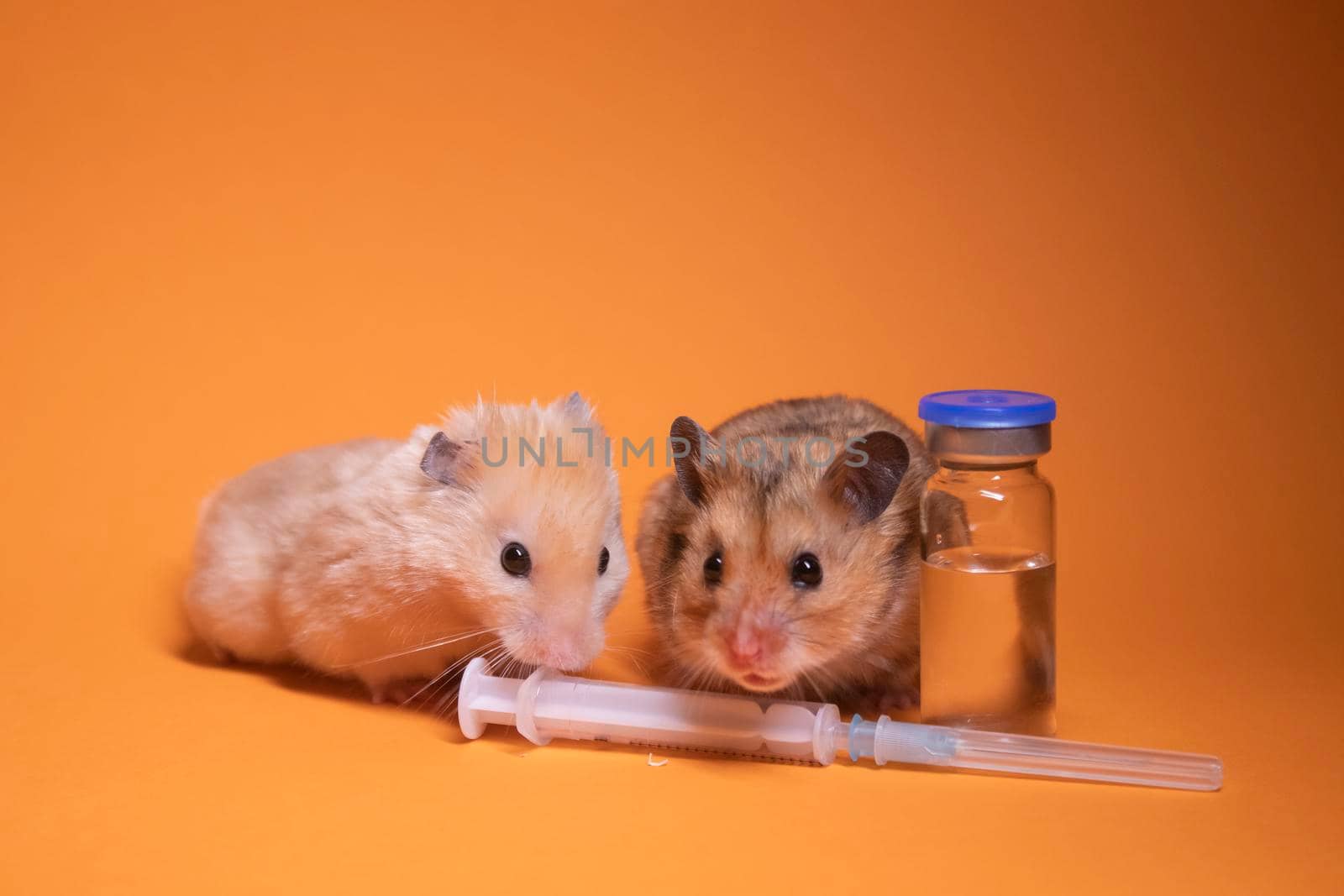 two hamsters - mouse, brown and beige, near medical syringe with a needle and bottle-phial isolated on orange background. medical experiments, tests on mice. veterinary. vaccine development. by oliavesna