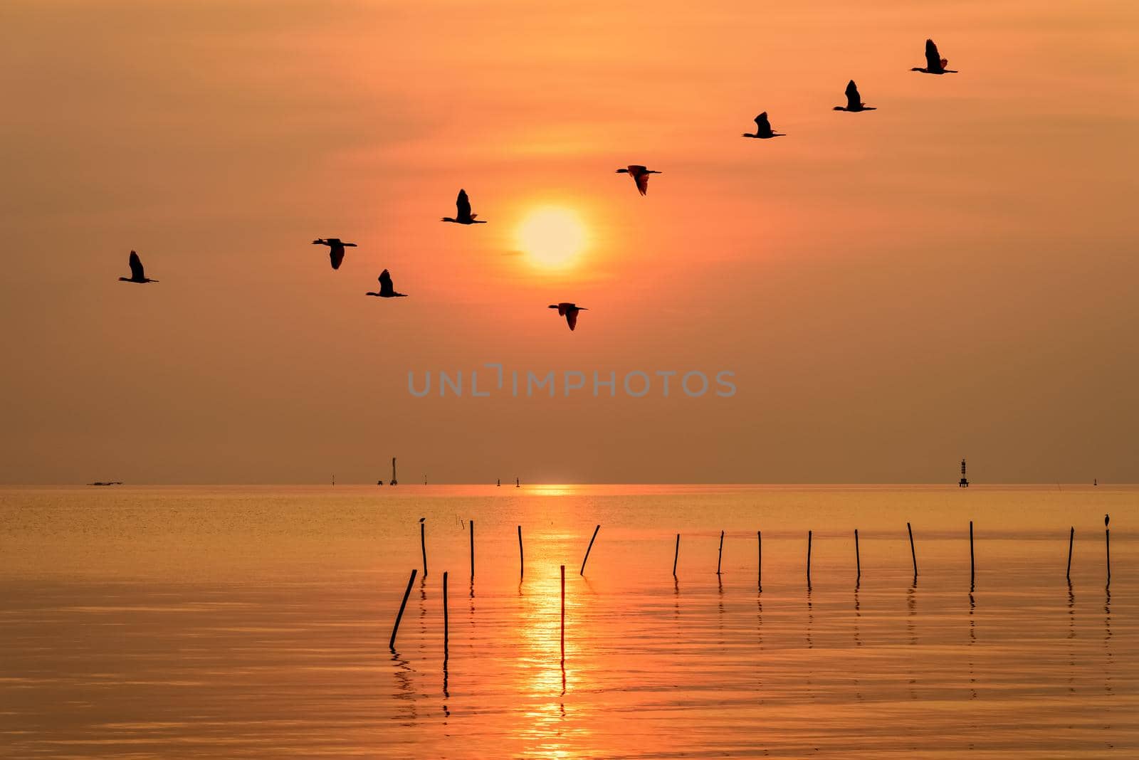 Flock of seagulls bird flying in a line through the bright yellow sun on orange light sky and sunlight reflect the water of the sea beautiful nature landscape at sunrise, sunset background, Thailand
