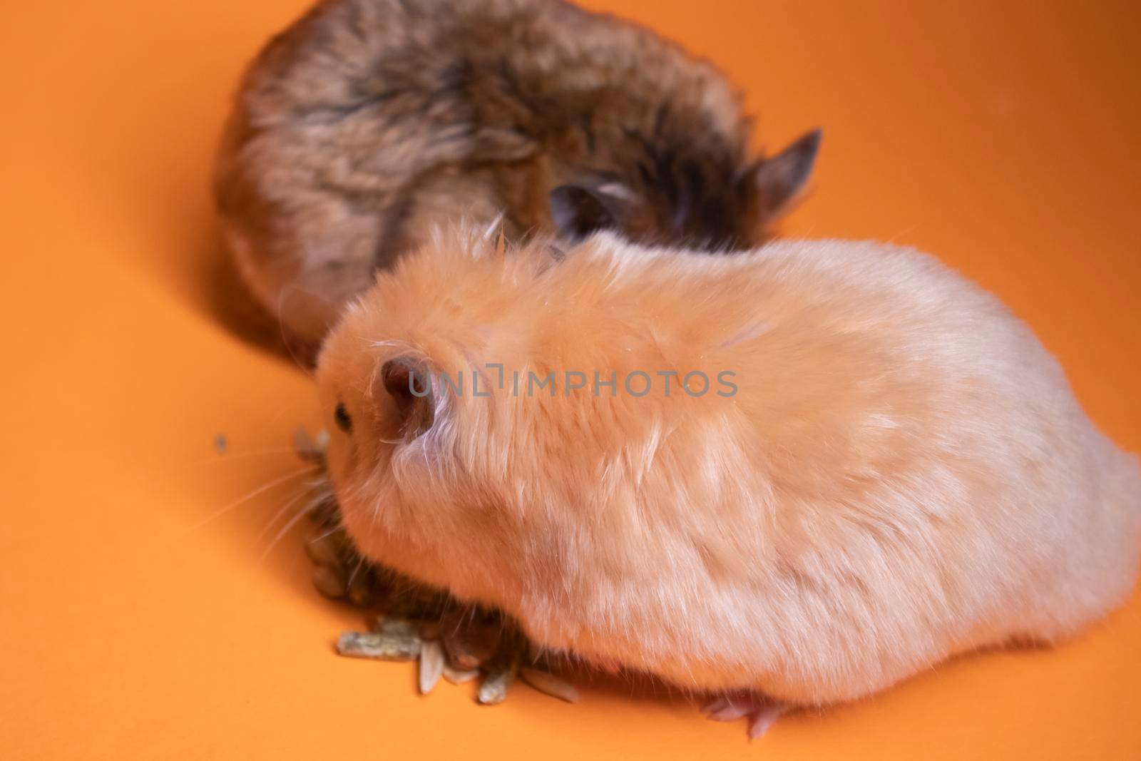 two, brown and beige, hamsters mouses eating food for rodents isolated on orange background. pets, pest by oliavesna