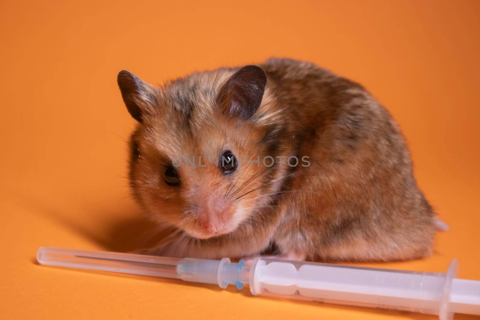 brown hamster - mouse near medical syringe with a needle isolated on orange background. medical experiments, tests on mice. copy space. veterinary